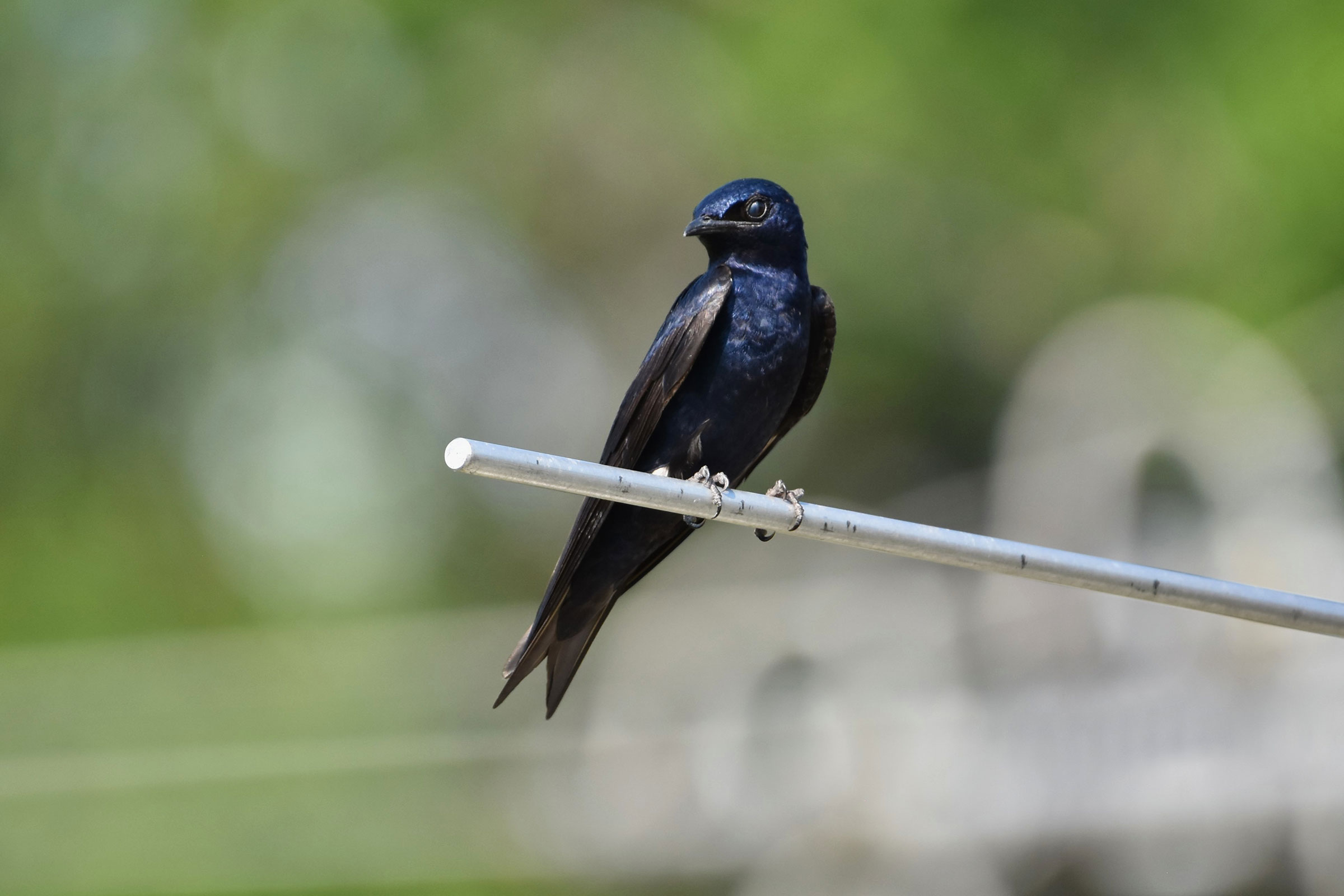 Purple Martin - Adult male, photo by Rose Ryan