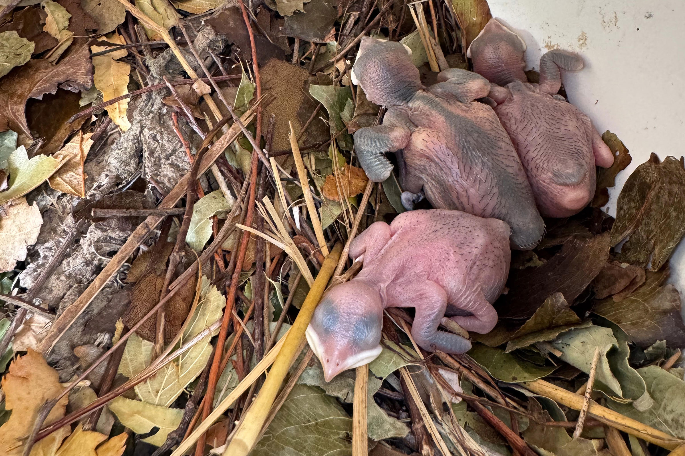 Purple Martin - Nest with hatchlings, photo by Phil Kenny