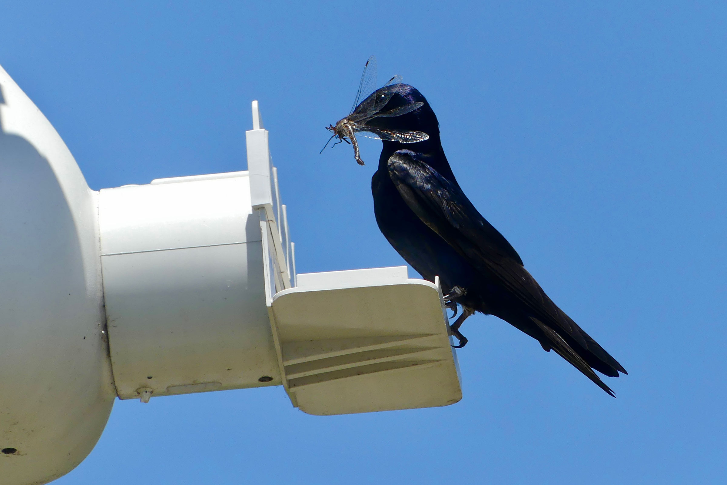 Purple Martin - Male delivering food to nest, photo by Cindy Willett Sherwood