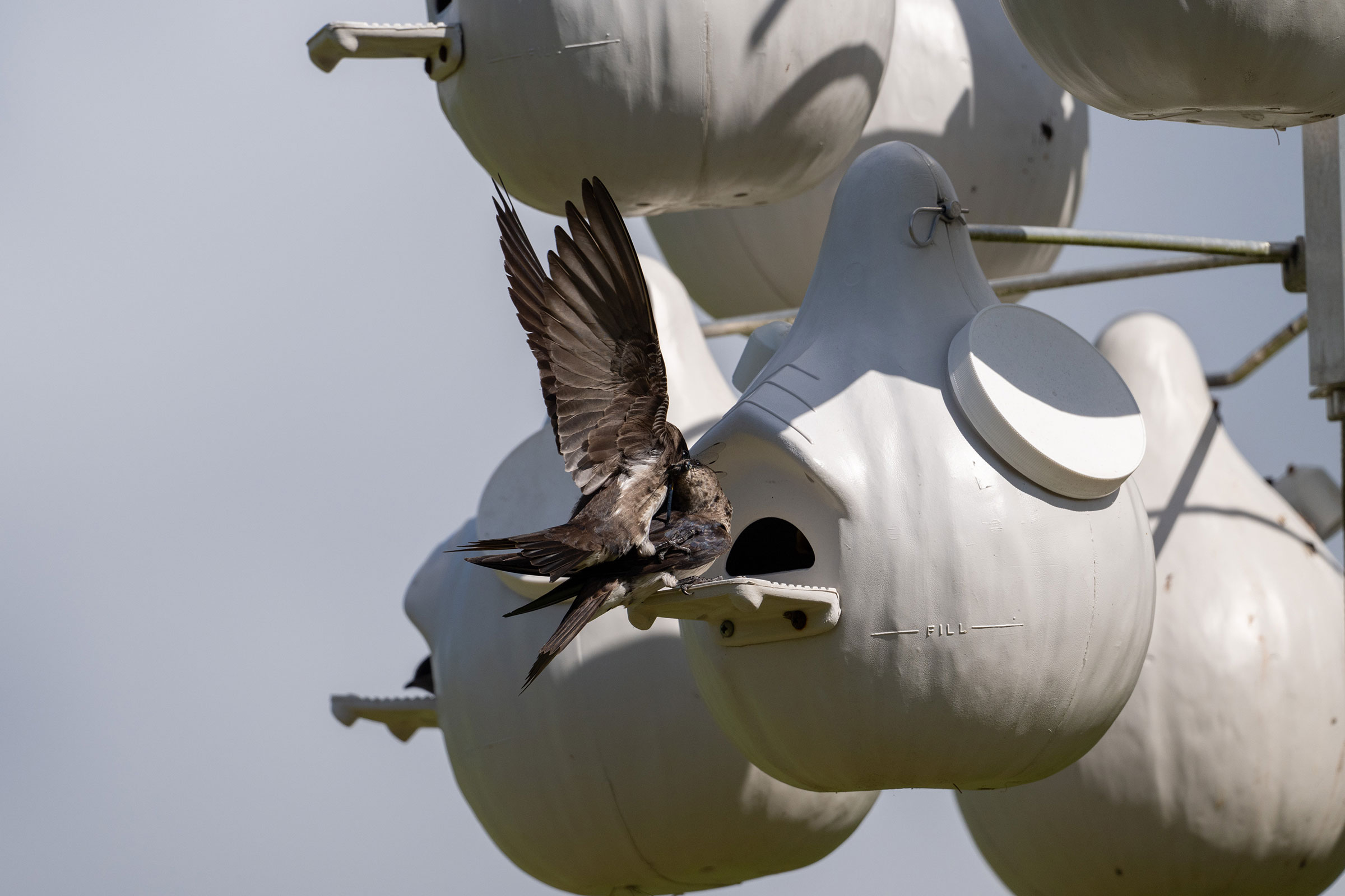 Purple Martin - Feeding young, photo by Joe Mahaffey