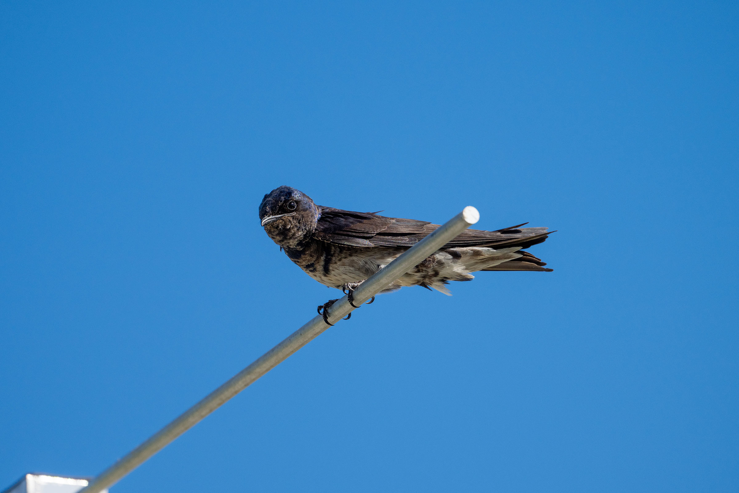 Purple Martin - Immature, photo by Joe Mahaffey