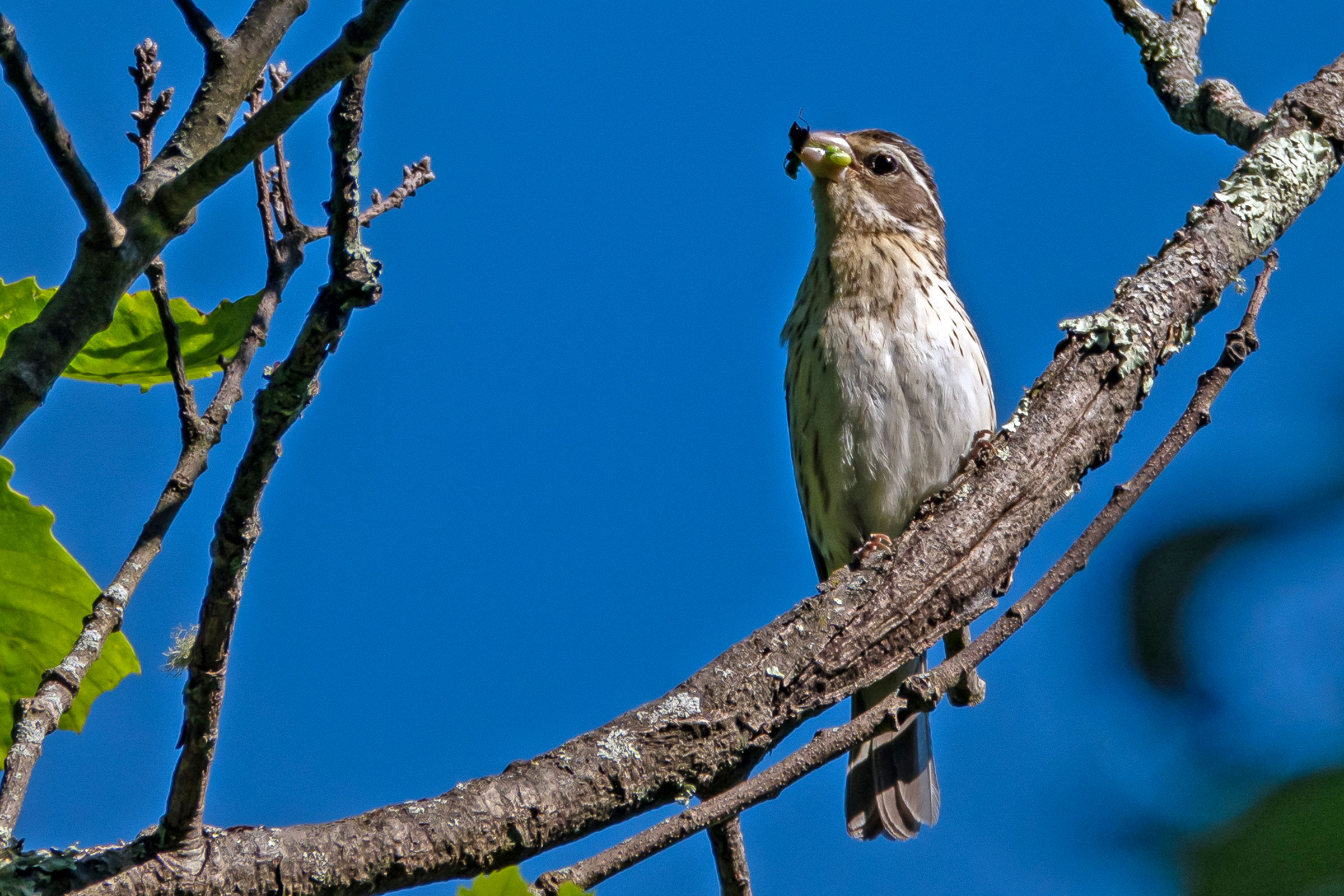 Rose-breasted Grosbeak - Female carrying food, photo by Vic Laubach