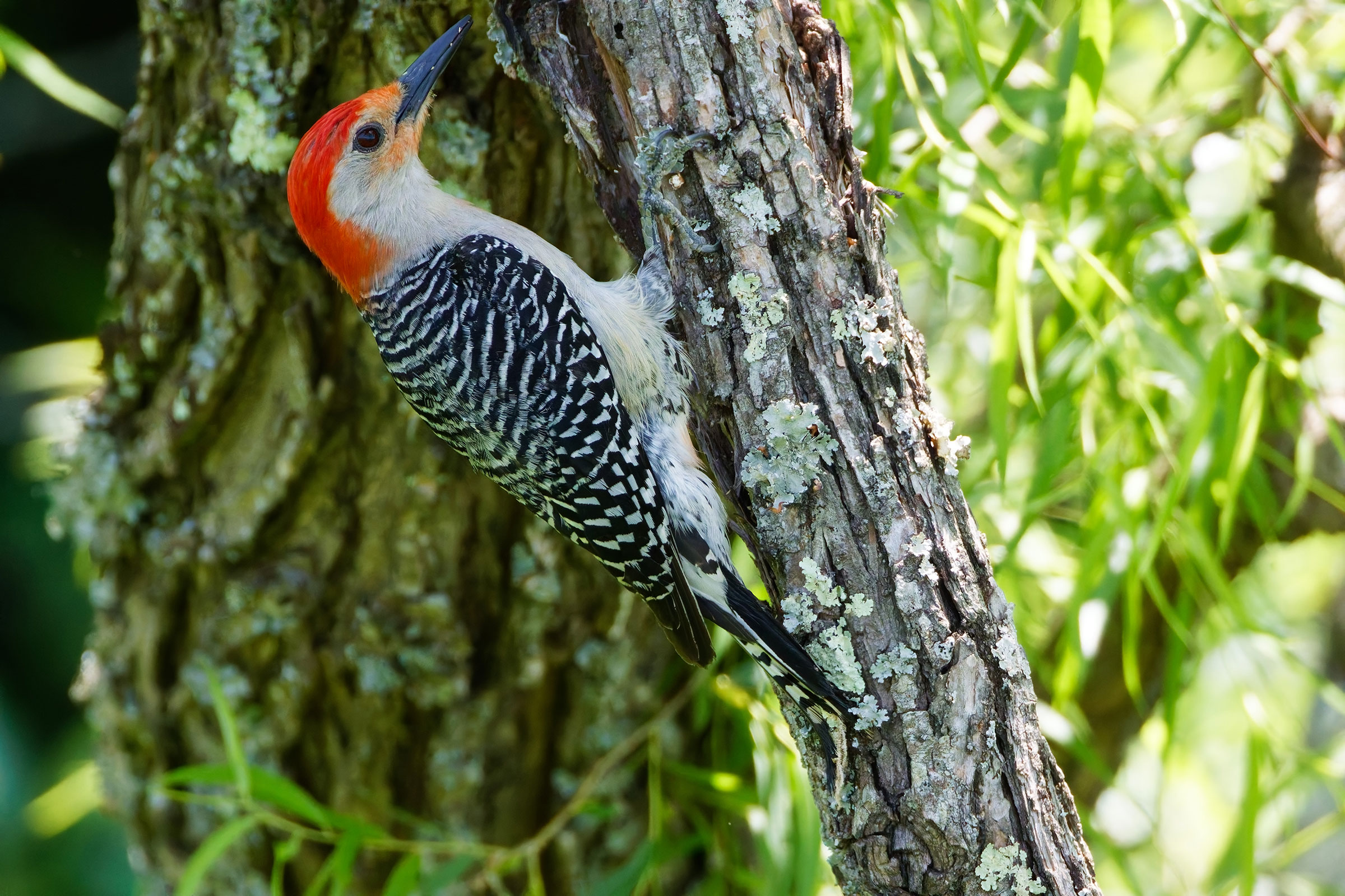 Red-bellied Woodpecker - Adult male, photo by Timothy Burnett 