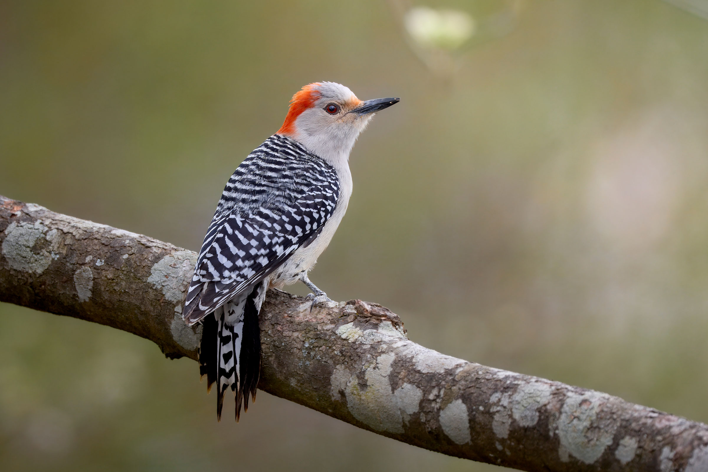 Red-bellied Woodpecker - Adult female, photo by Corby Amos