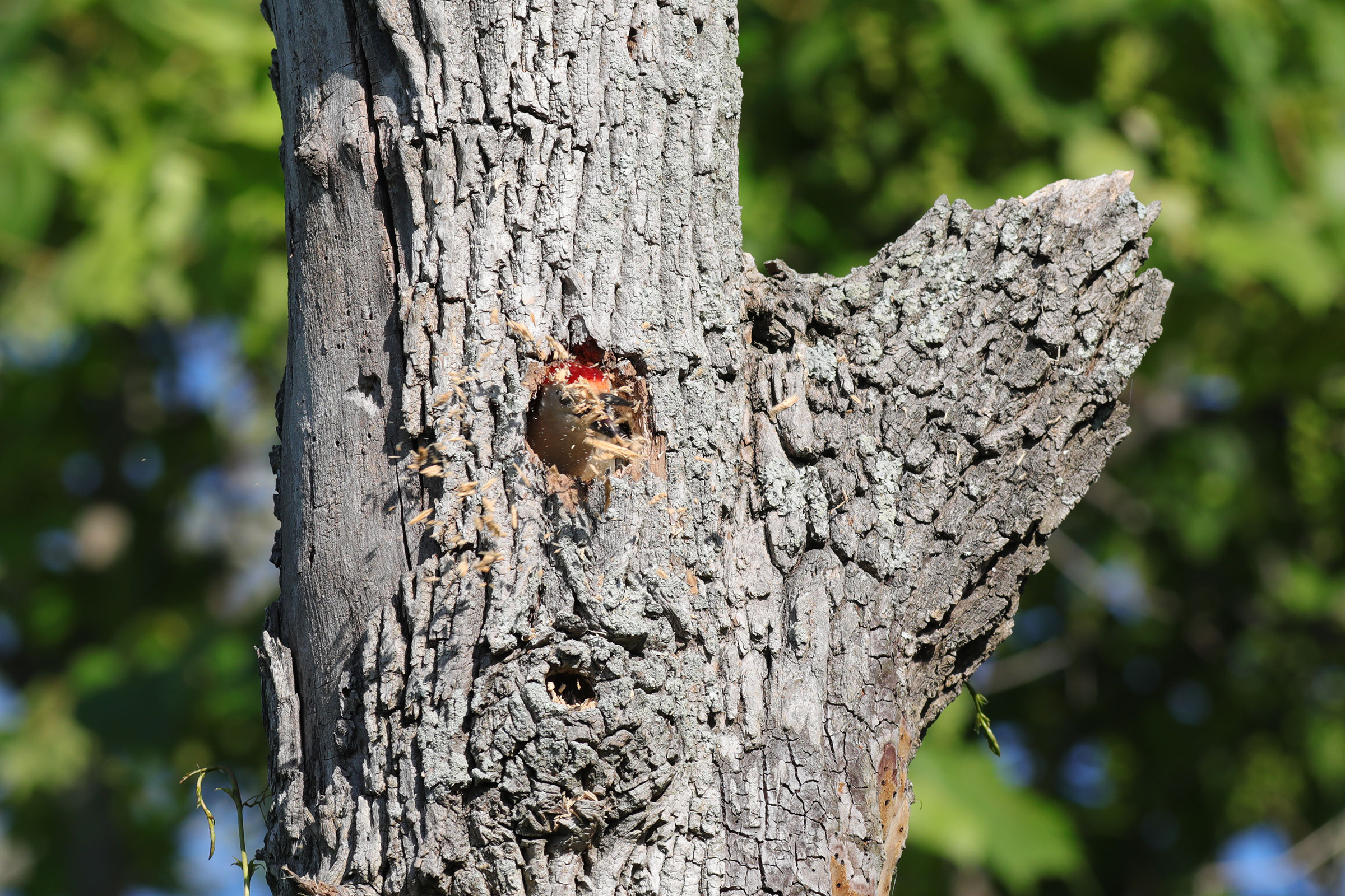 Red-bellied Woodpecker - Male excavating nest hole, photo by Scott Priebe
