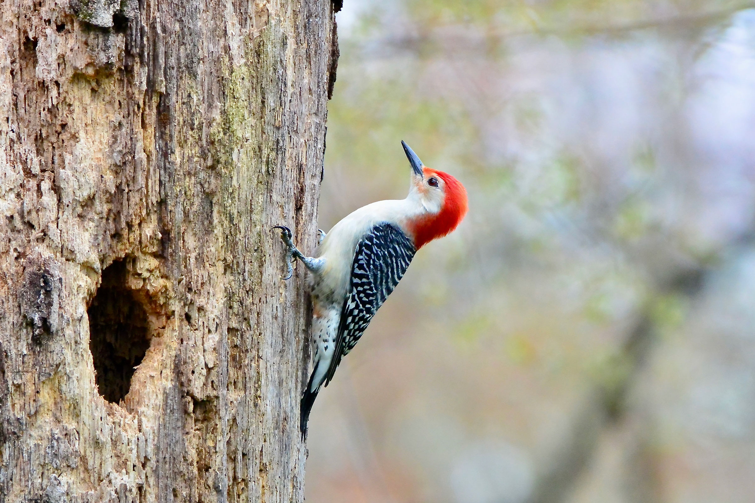 Red-bellied Woodpecker - Male at nest hole, photo by Seth Honig