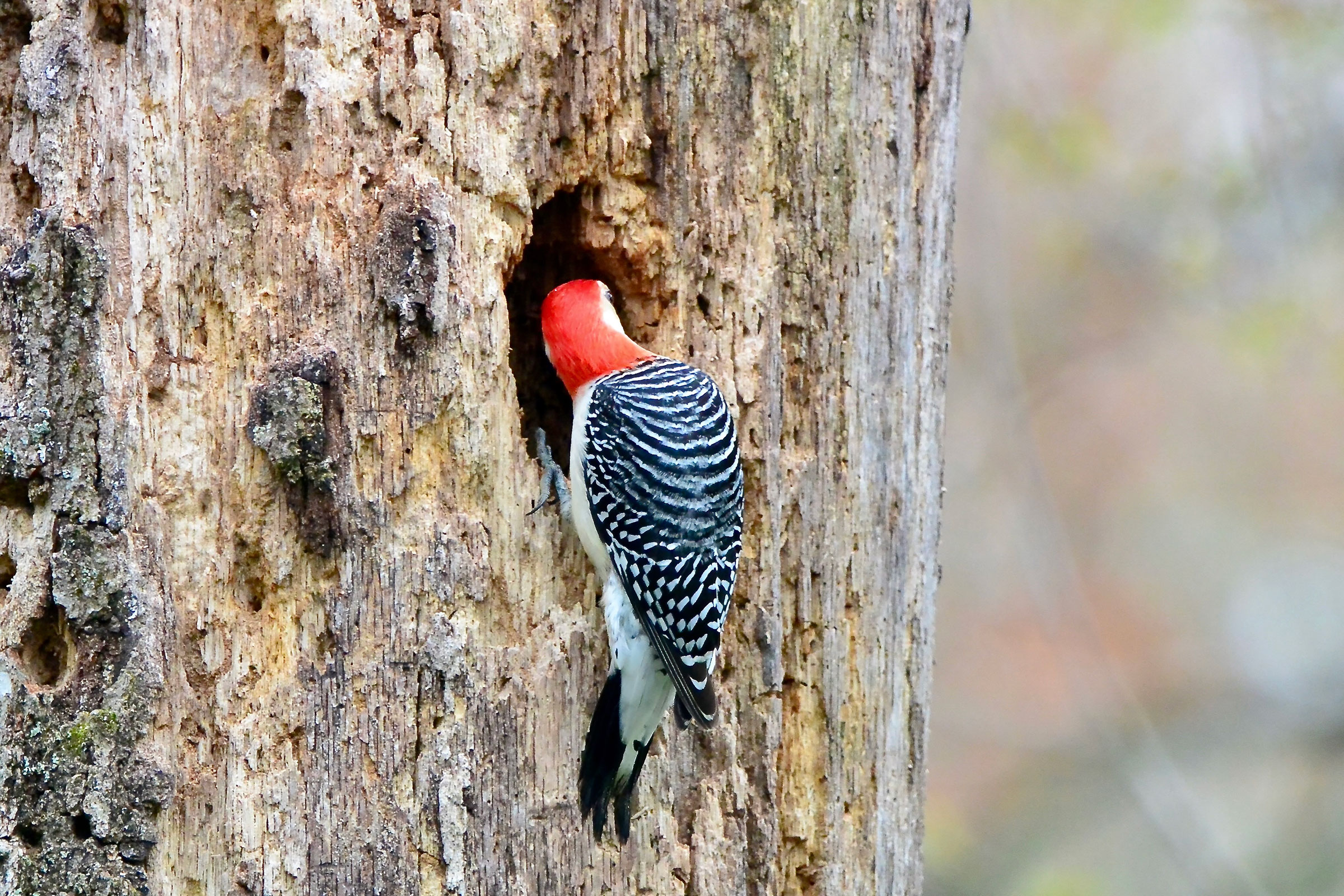 Red-bellied Woodpecker - Anyone home?, photo by Seth Honig