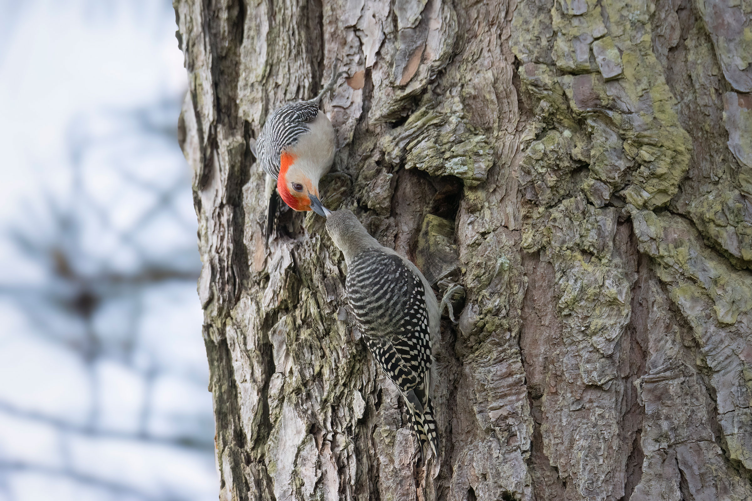 Red-bellied Woodpecker - Male feeding juvenile, photo by David Yeager