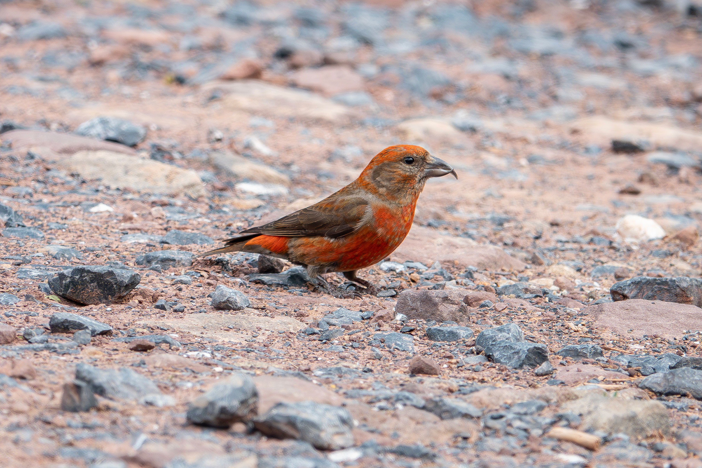 Red Crossbill - Adult male, photo by Vic Laubach