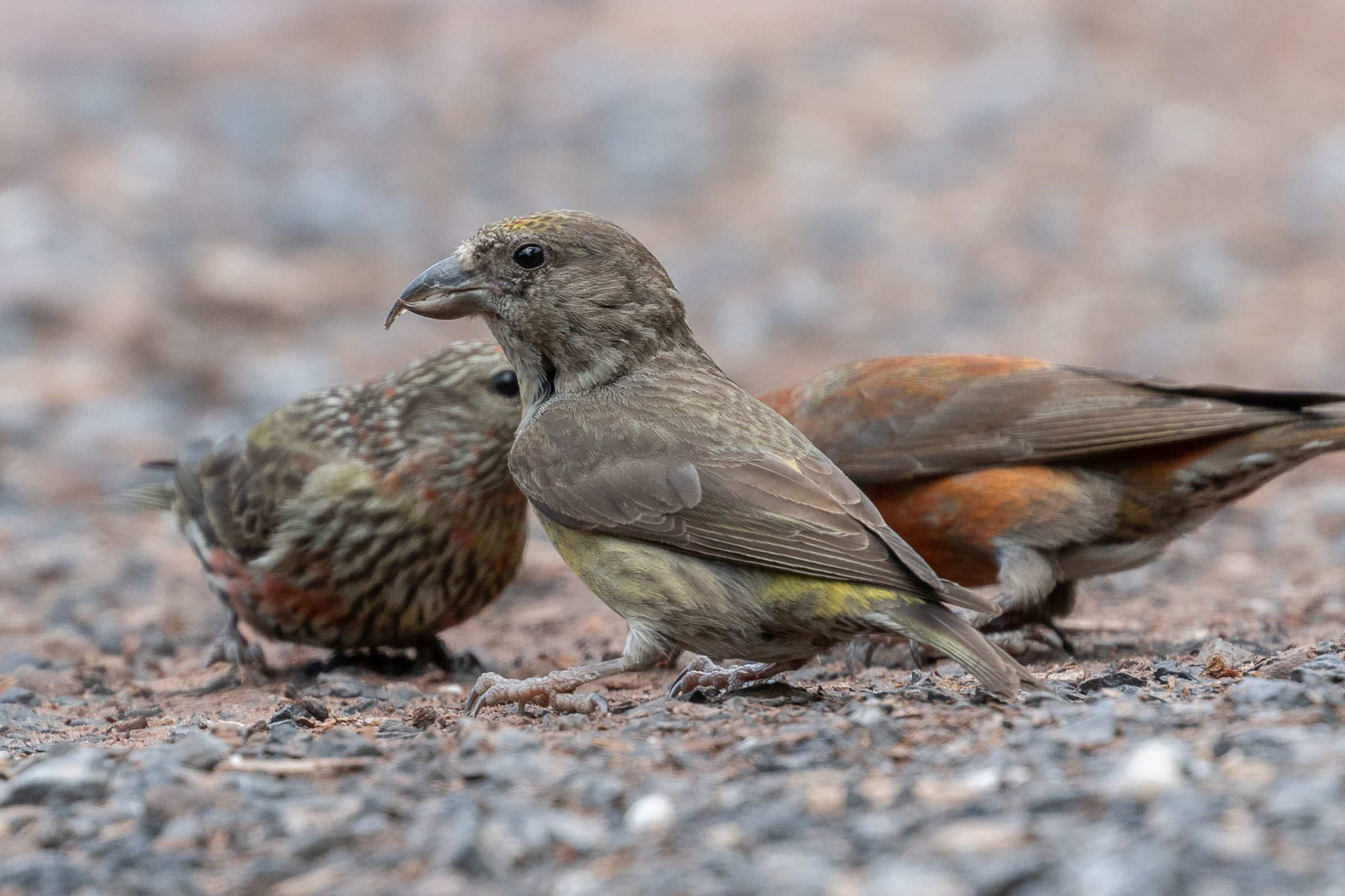 Red Crossbill - Adult female, photo by Kirk Gardner