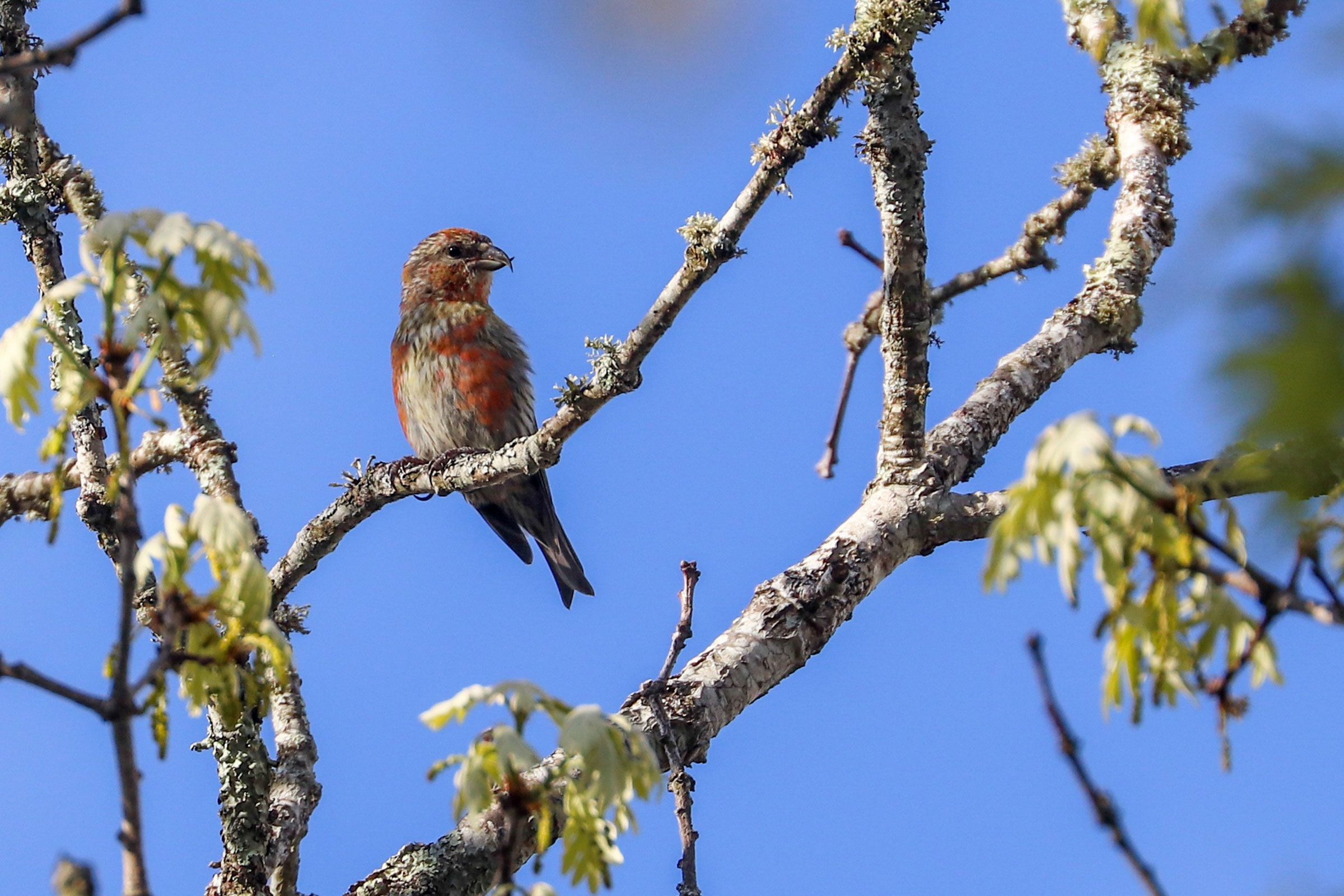 Red Crossbill - Immature, photo by Martina Nordstrand