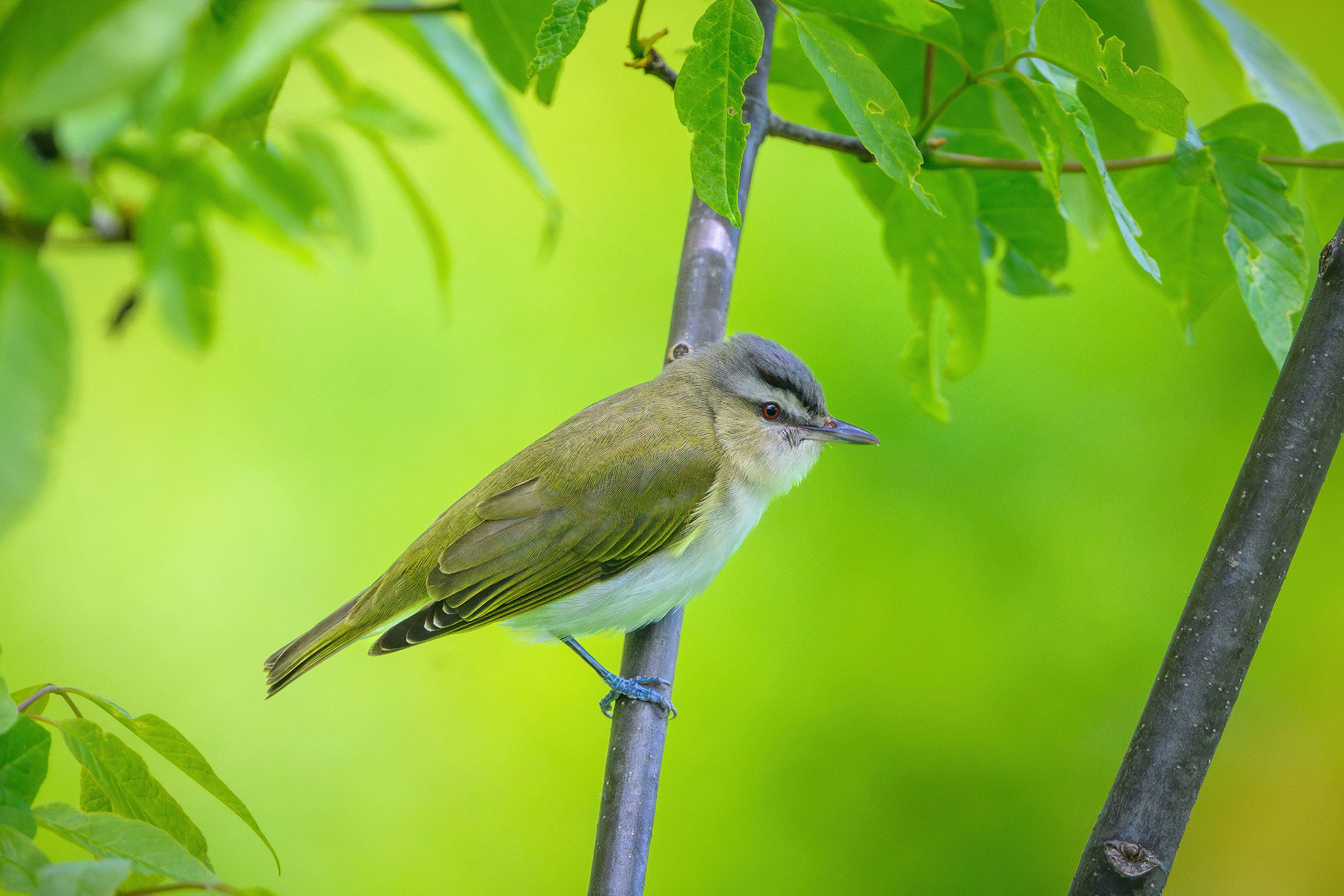 Red-eyed Vireo - Adult, photo by Jim Emery