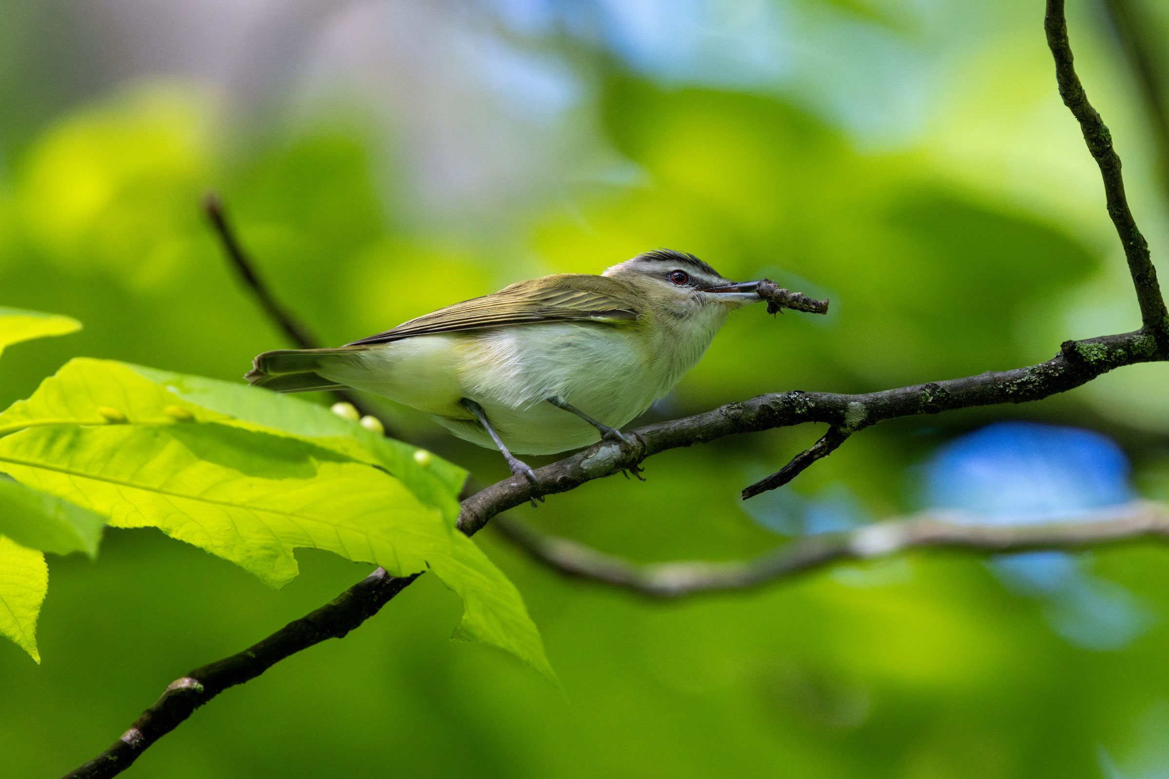 Red-eyed Vireo - Adult nest building, photo by Martina Nordstrand