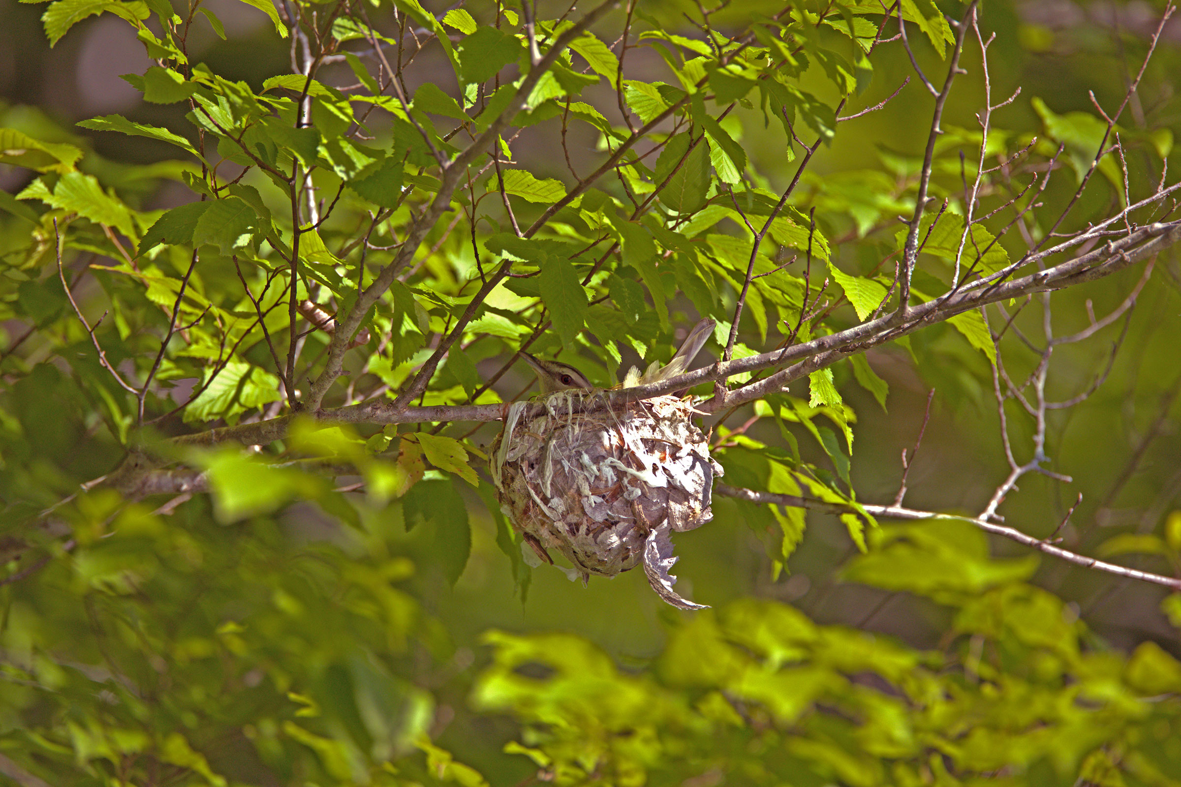Red-eyed Vireo - Adult on nest, photo by Nik Teichmann