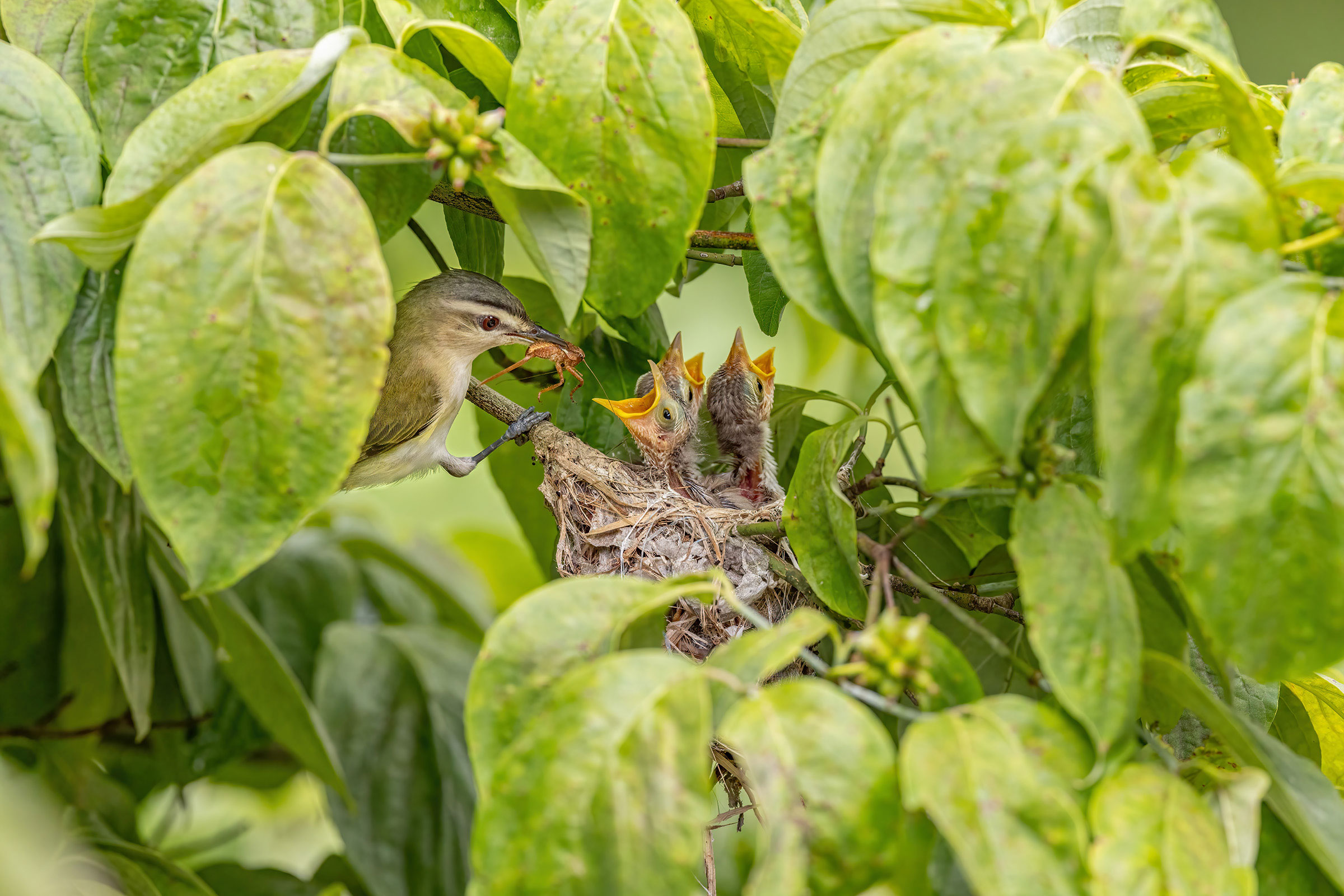 Red-eyed Vireo - Adult feeding young in nest, photo by Cheryl Shank, Nature Friend Magazine
