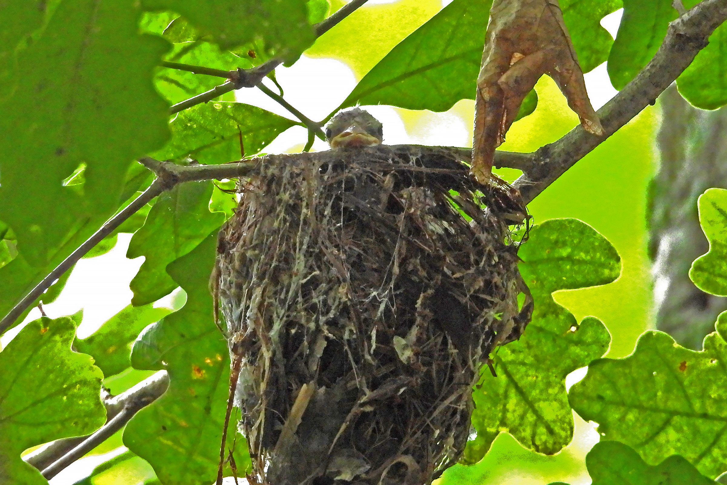 Red-eyed Vireo - Nestling peeking out, photo by Peter Huffer