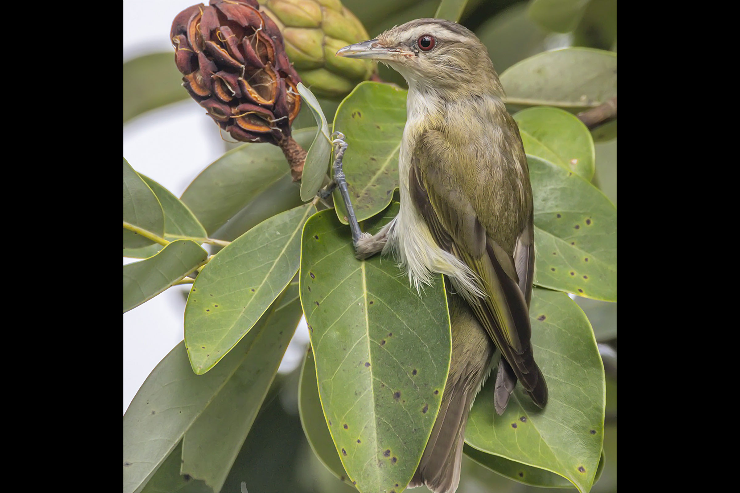 Red-eyed Vireo - Immature, photo by Barbara Houston