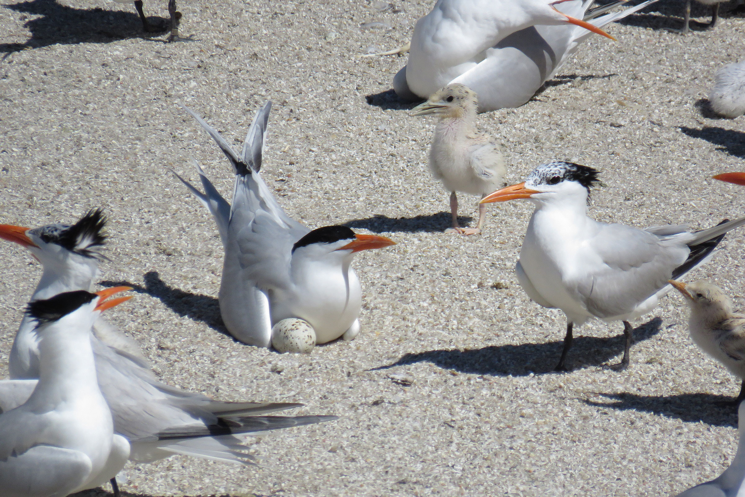 Royal Tern - Adults with eggs and chicks, photo by Jessica Ruthenberg, Virginia Department of Wildlife Resources