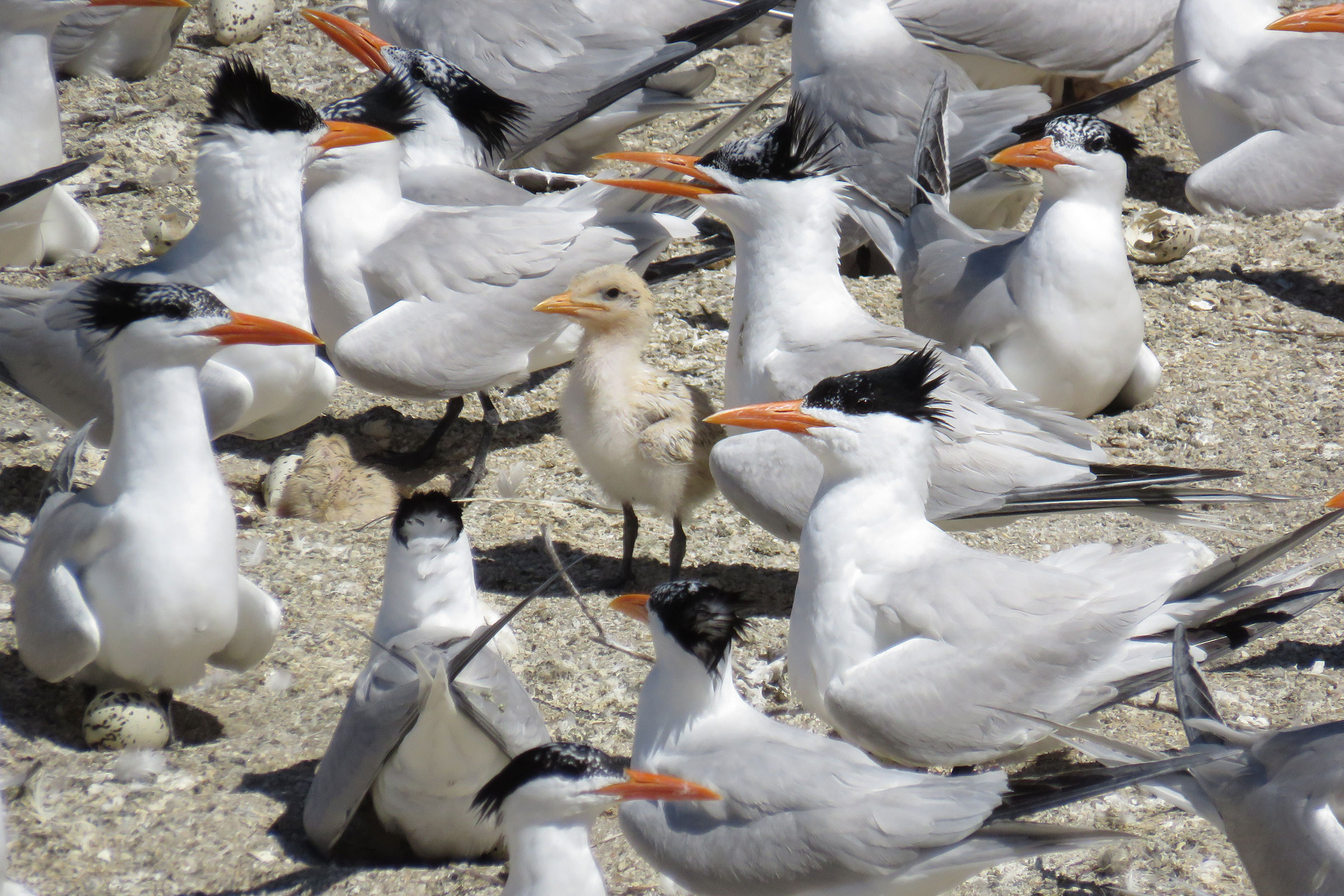 Royal Tern - Adults with chick, photo by Jessica Ruthenberg, Virginia Department of Wildlife Resources