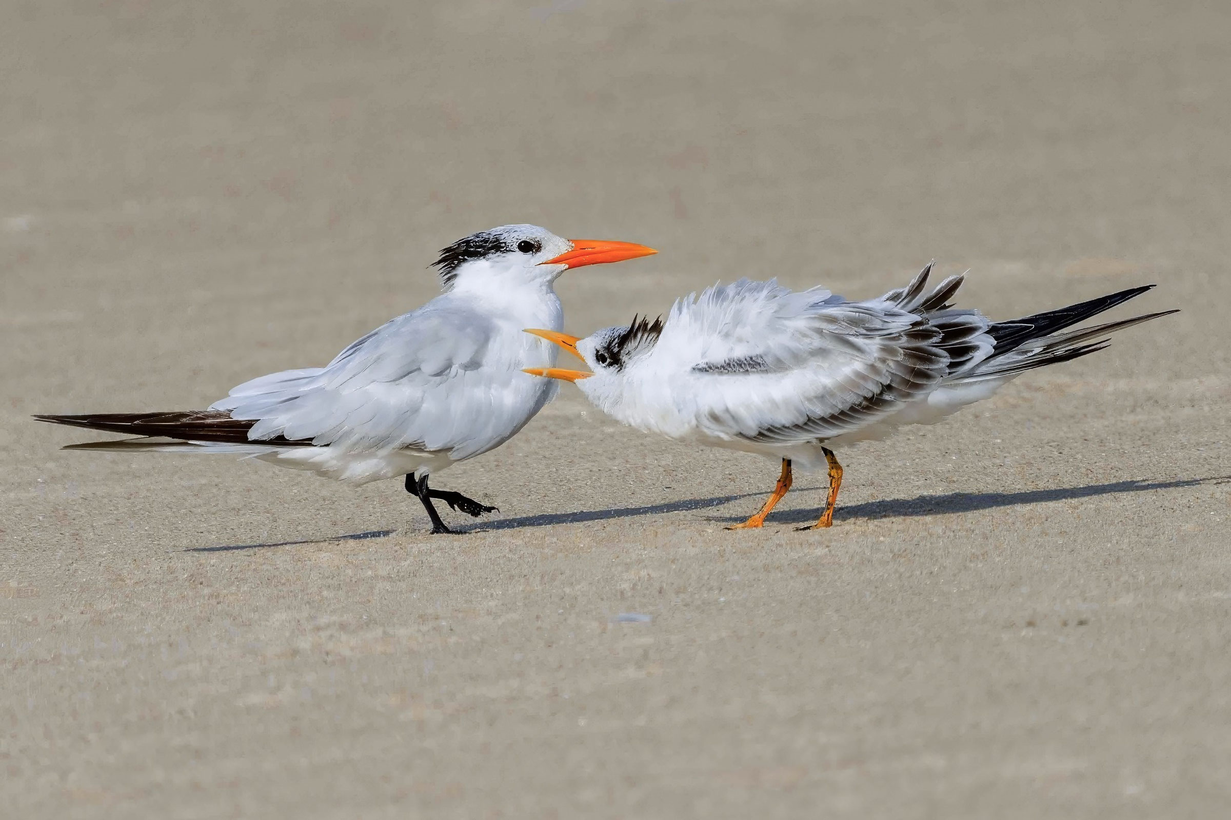 Royal Tern - Juvenile begging adult, photo by Philip Mitchell