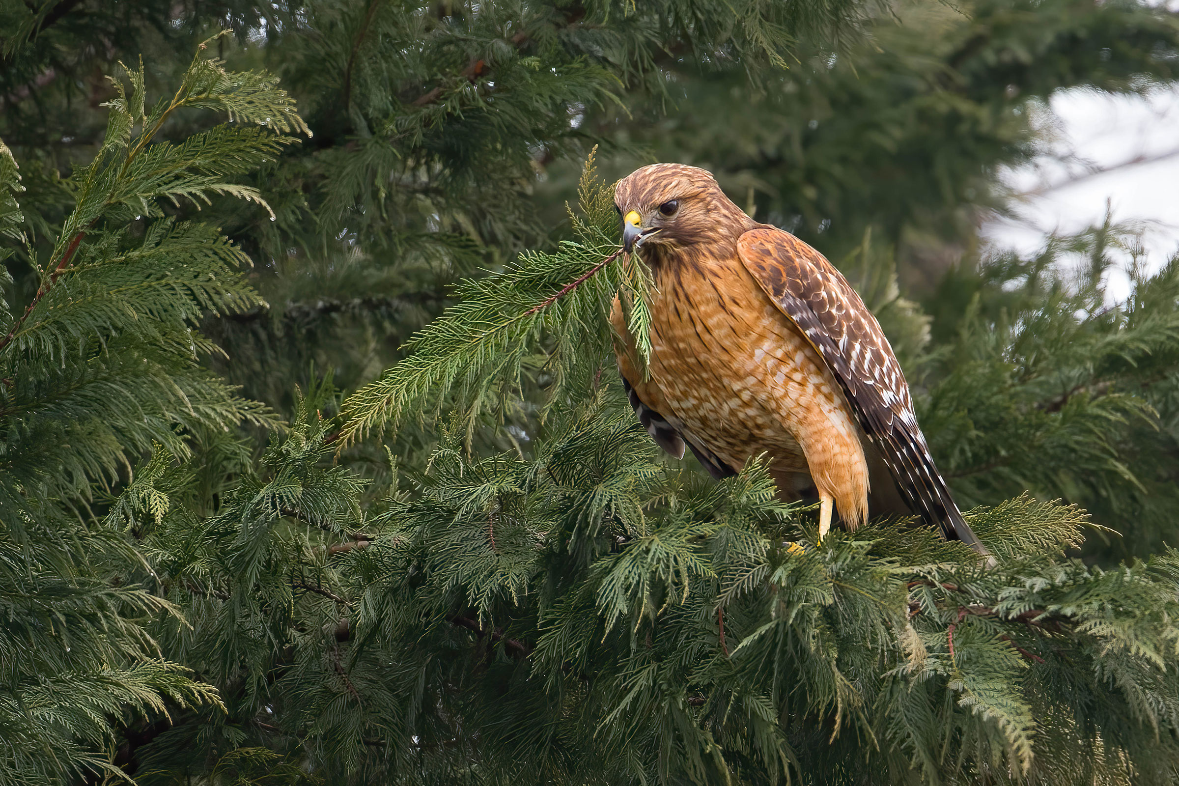Red-shouldered Hawk - Adult, photo by Brian Smith