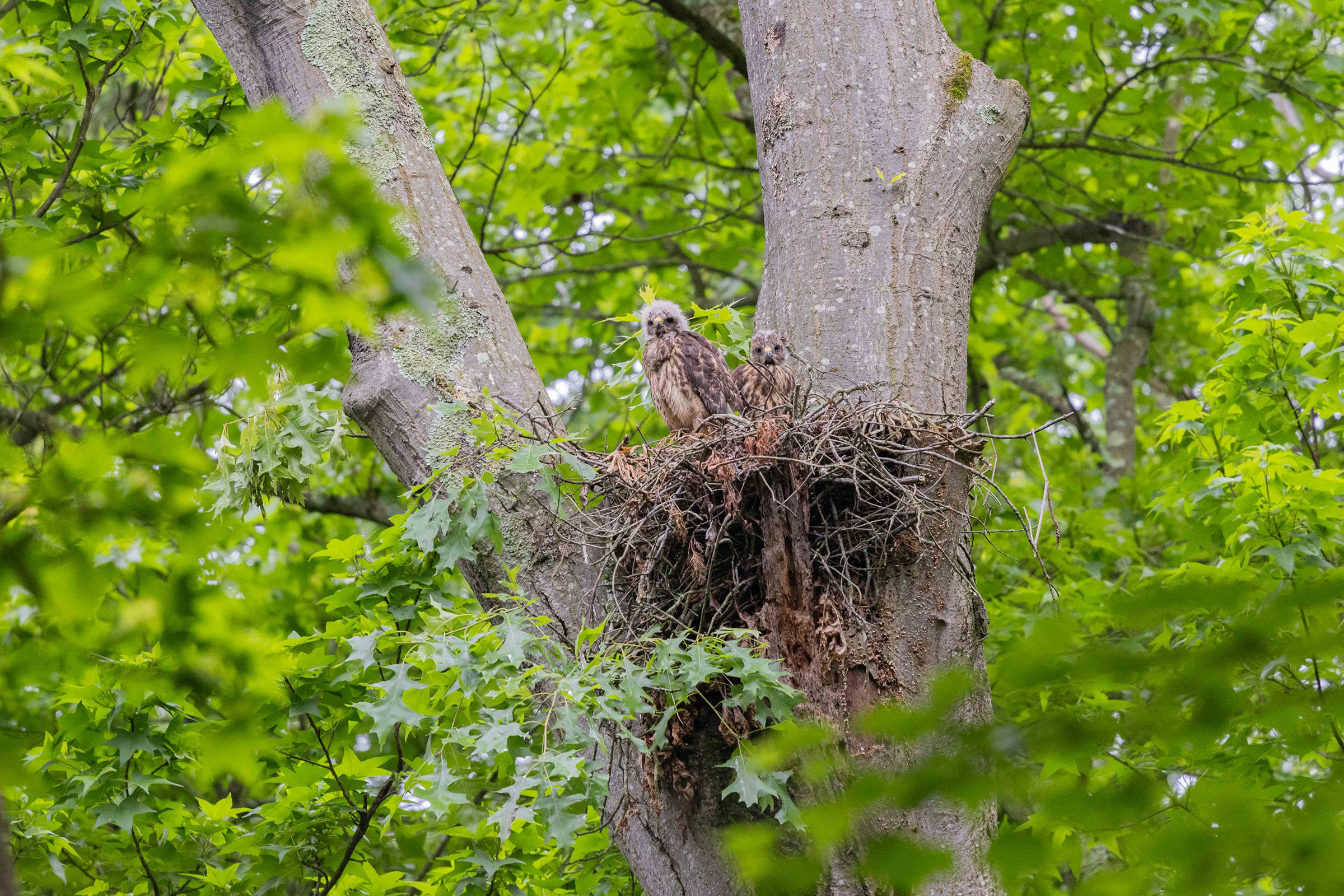 Red-shouldered Hawk - Nestlings, photo by Dixie Sommers