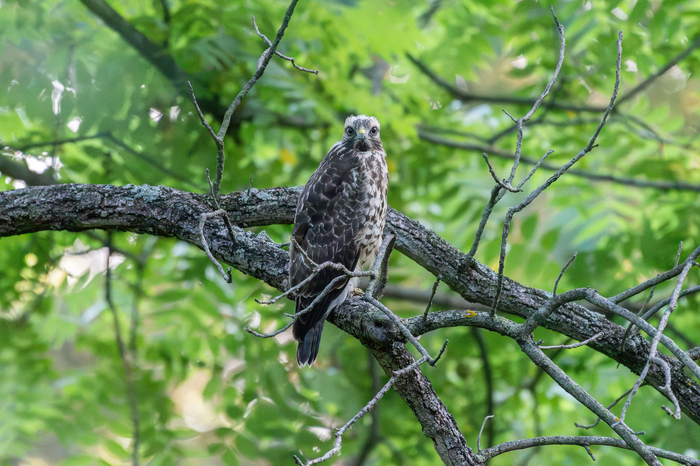 Red-shouldered Hawk - Juvenile, photo by Kevin ODonnell