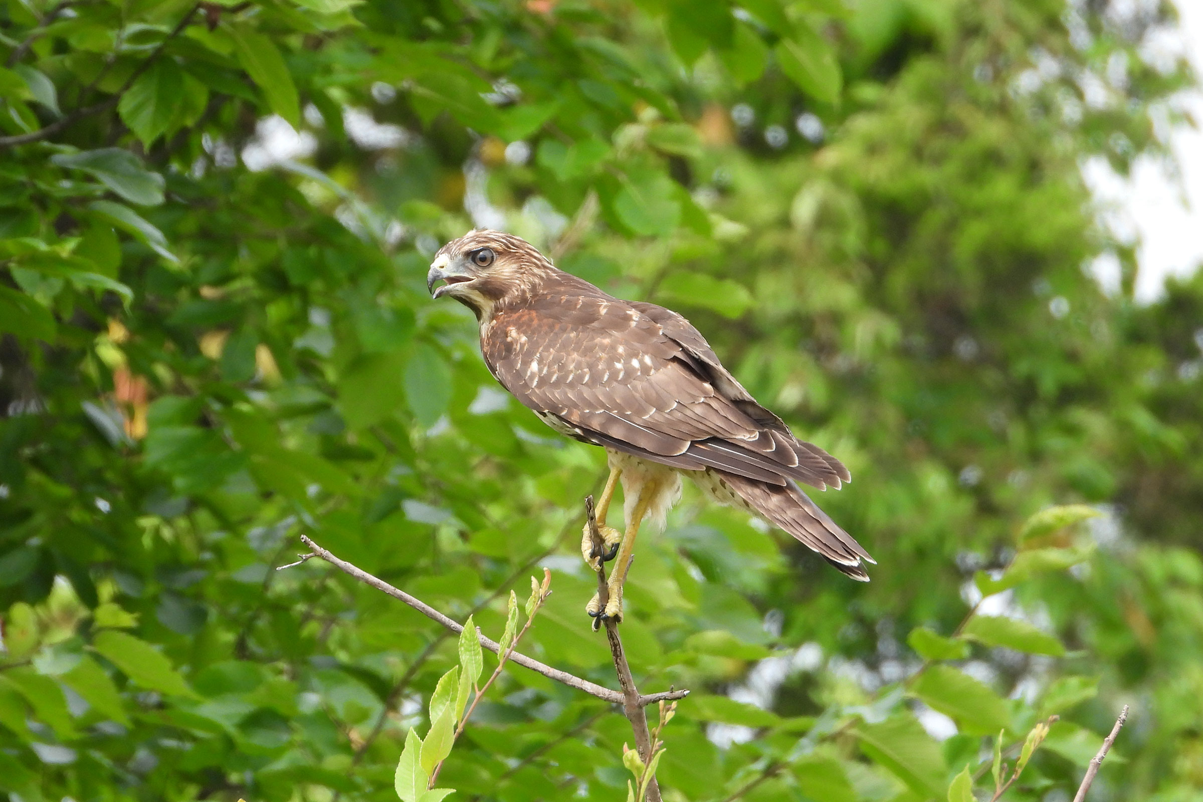 Red-shouldered Hawk - Immature, photo by Mike Cianciosi 