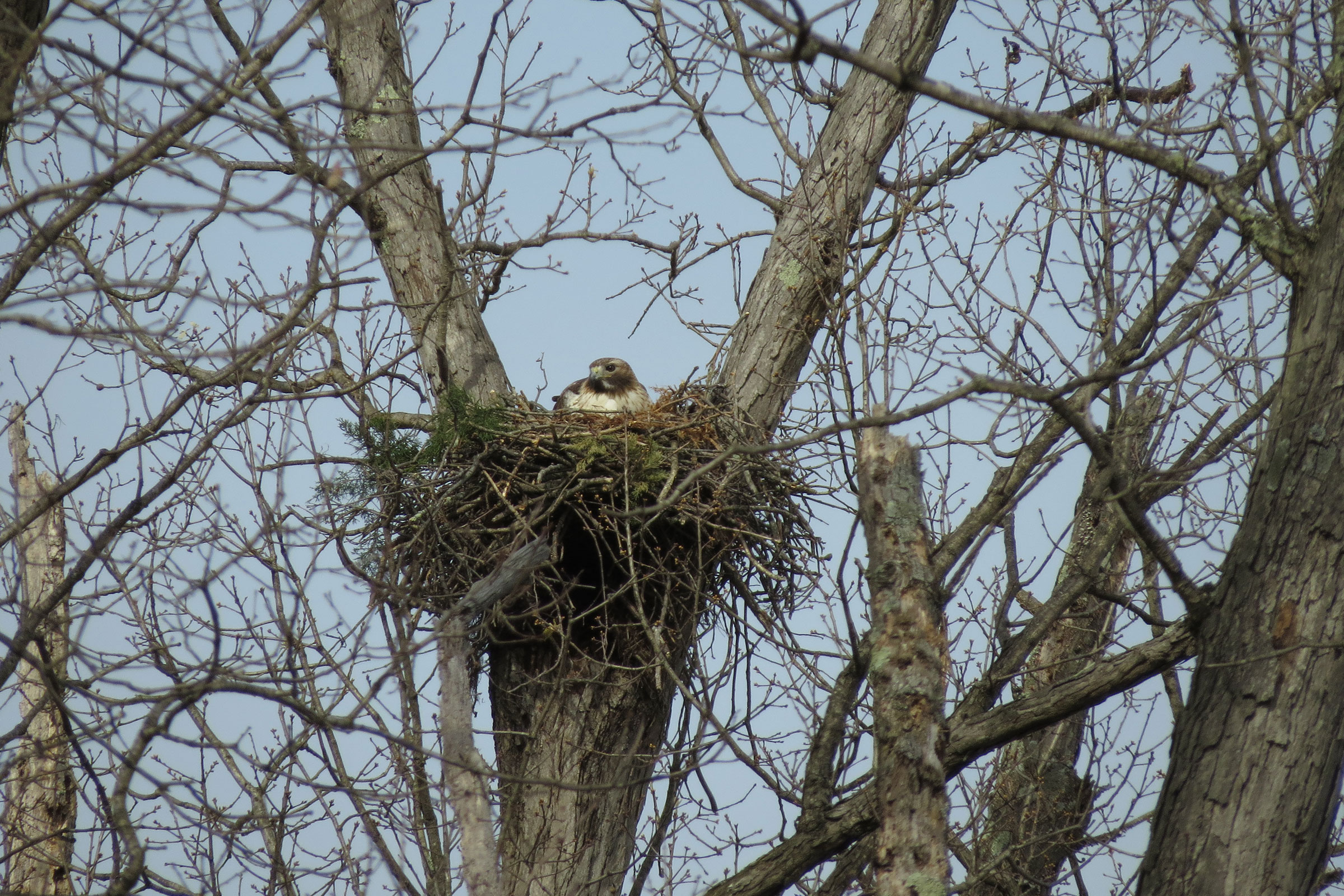 Red-tailed Hawk - Adult on nest, photo by Janis Stone
