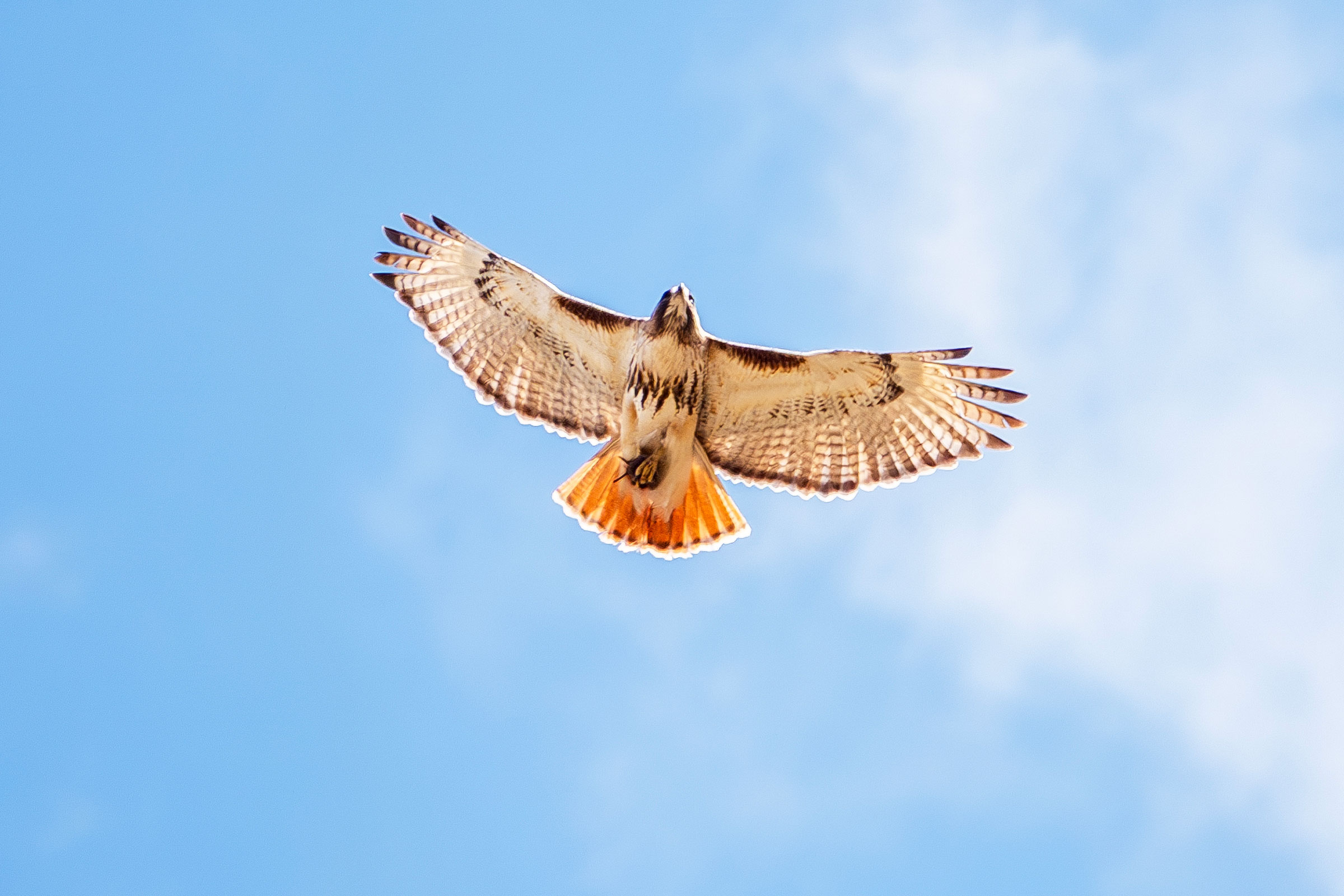 Red-tailed Hawk - Carrying food, photo by Vic Laubach