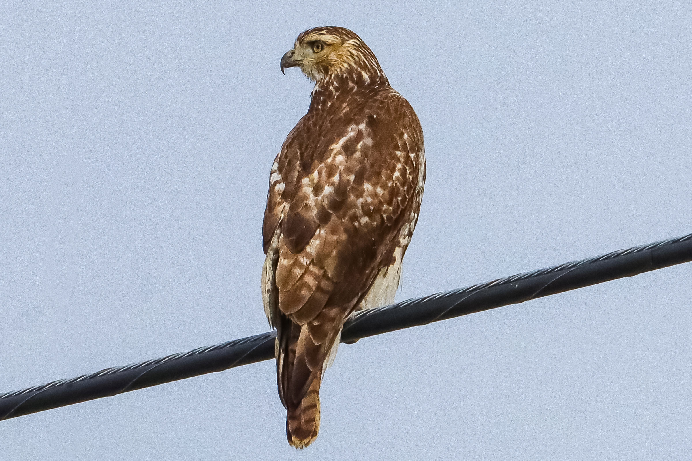 Red-tailed Hawk - Immature, photo by Deborah Humphries