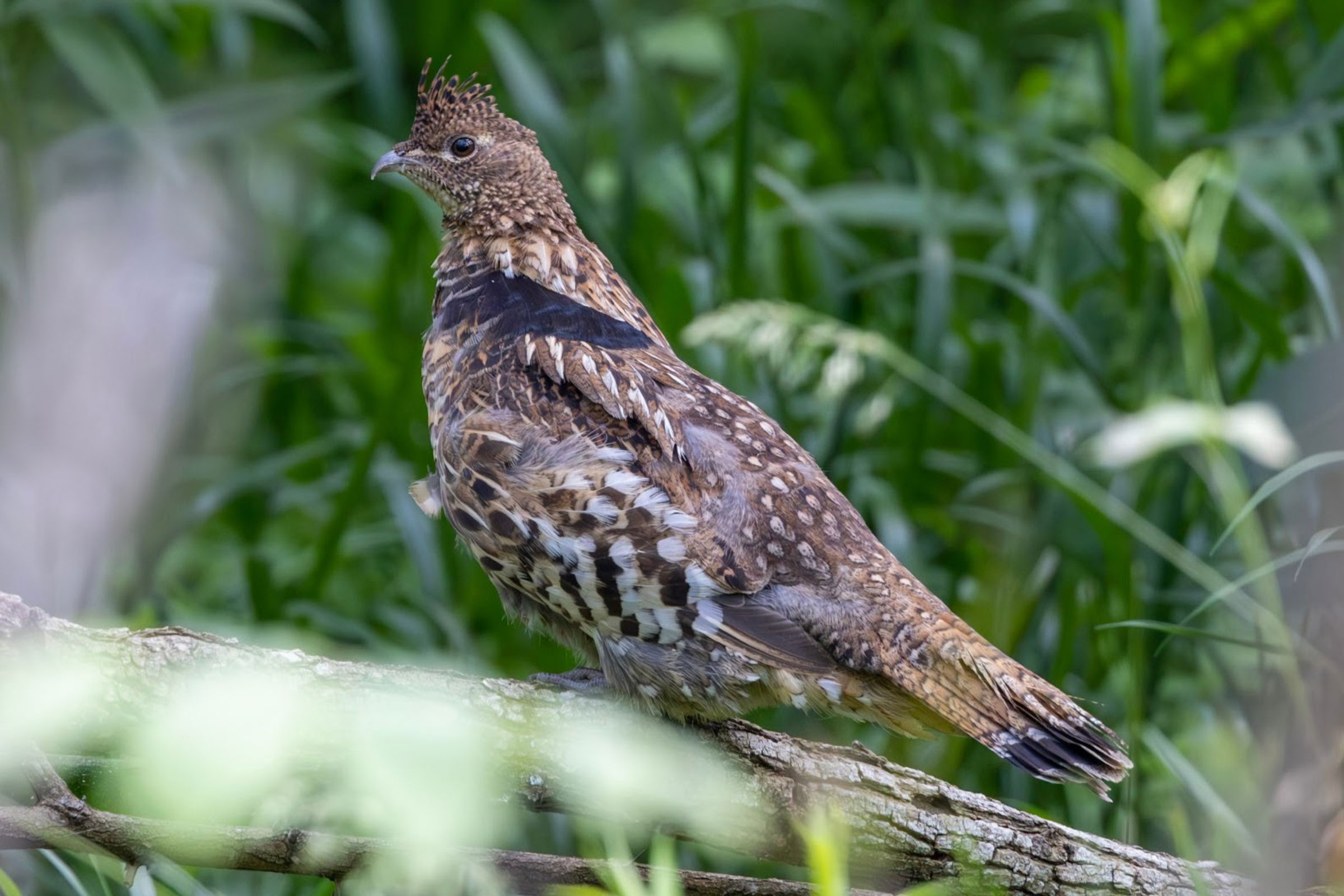 Ruffed Grouse - Adult male, photo by Bill Reister