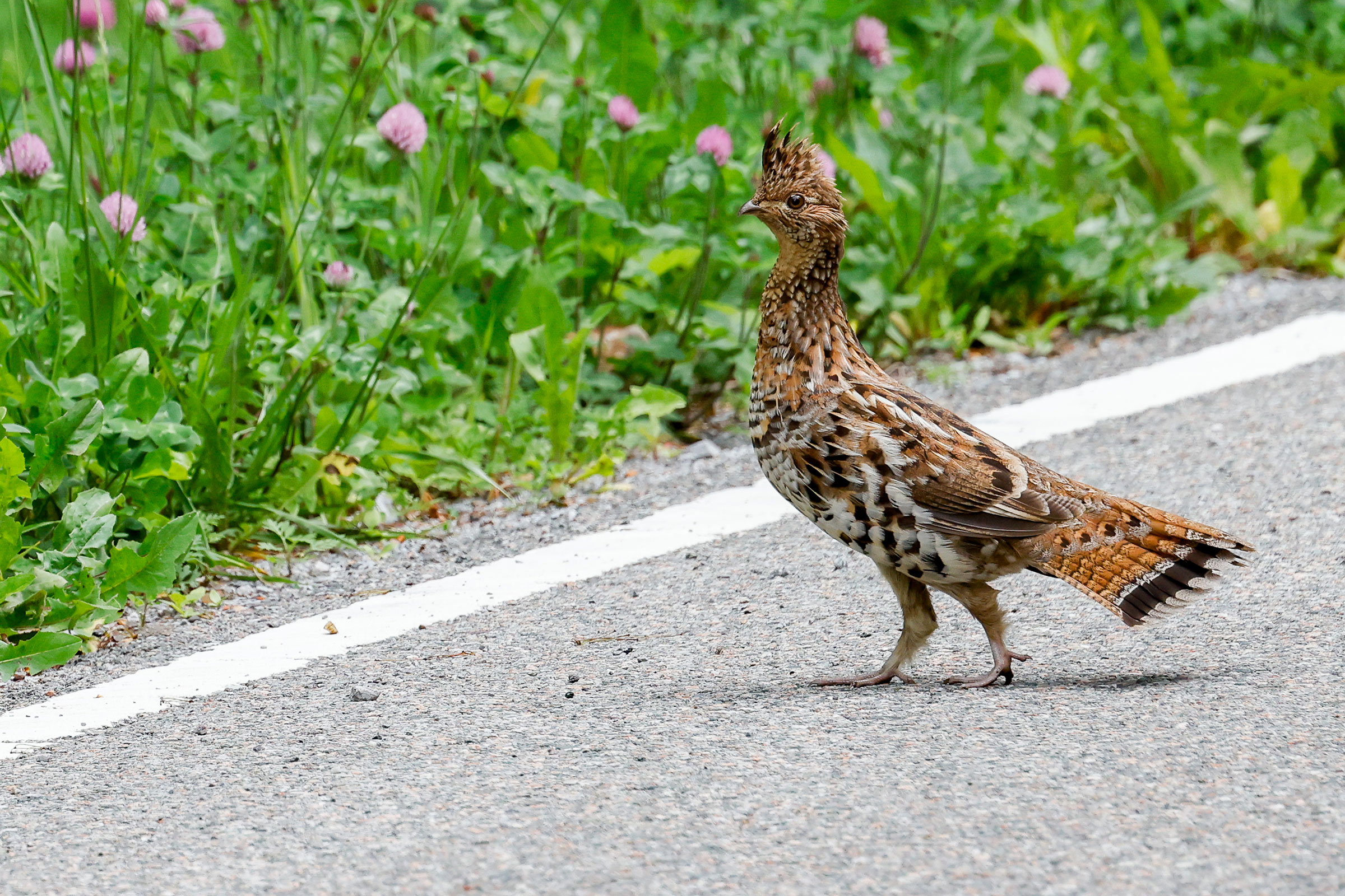 Ruffed Grouse - Adult female, photo by Baxter Beamer