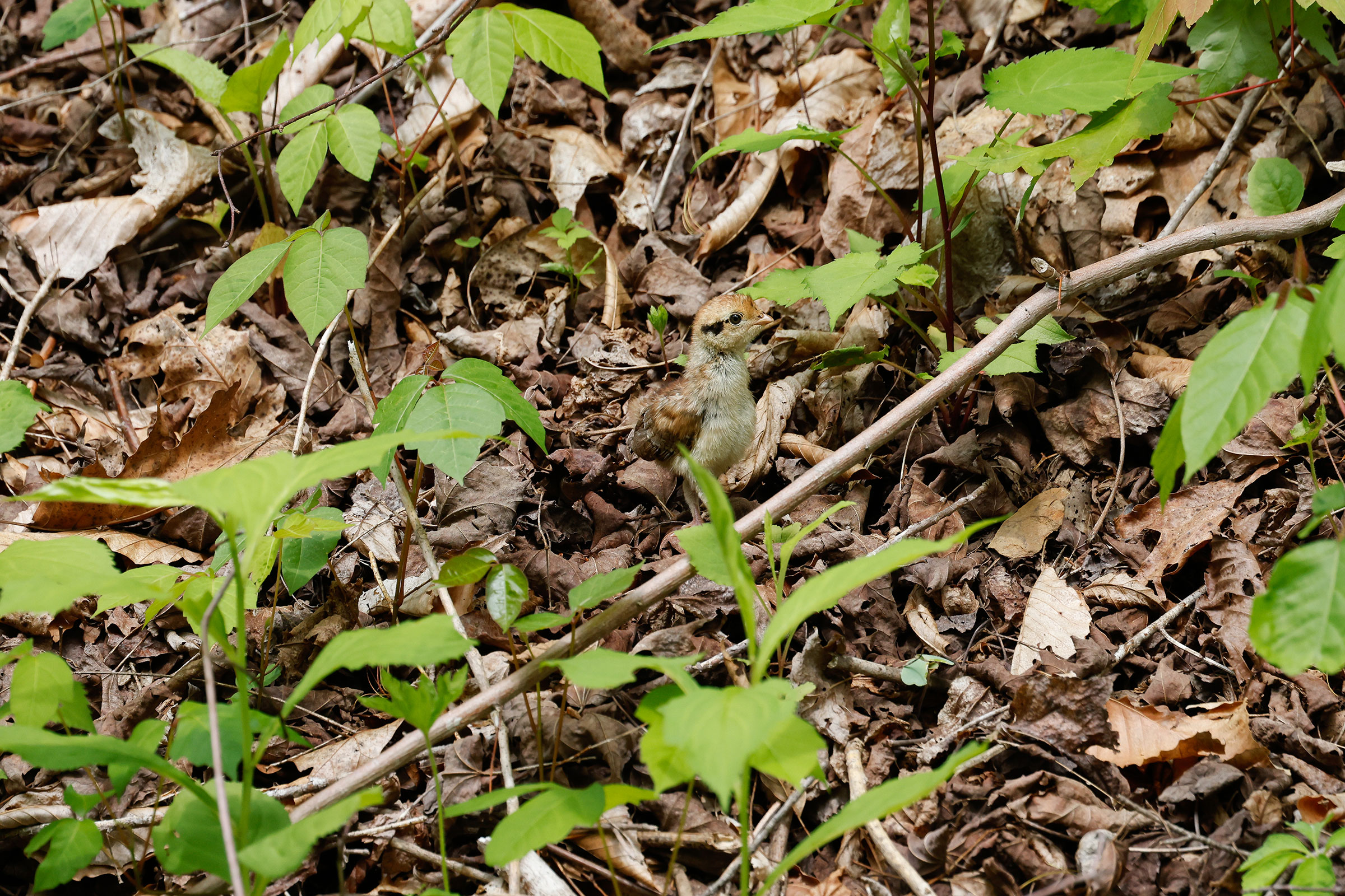 Ruffed Grouse - Chick, photo by Baxter Beamer