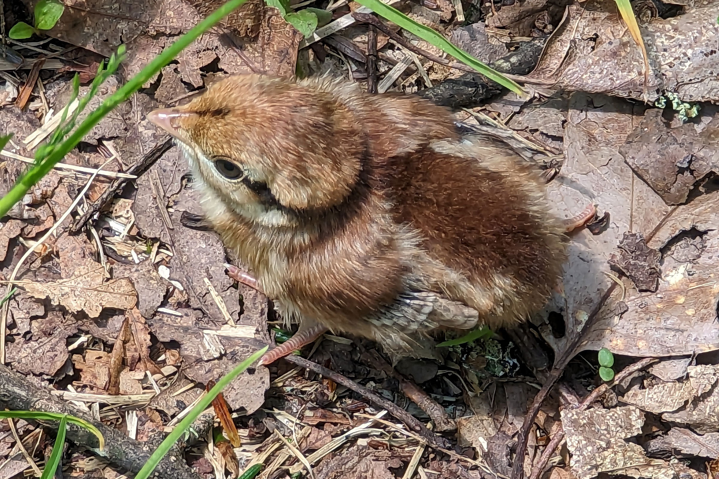 Ruffed Grouse - Chick, photo by Alexander Breakell
