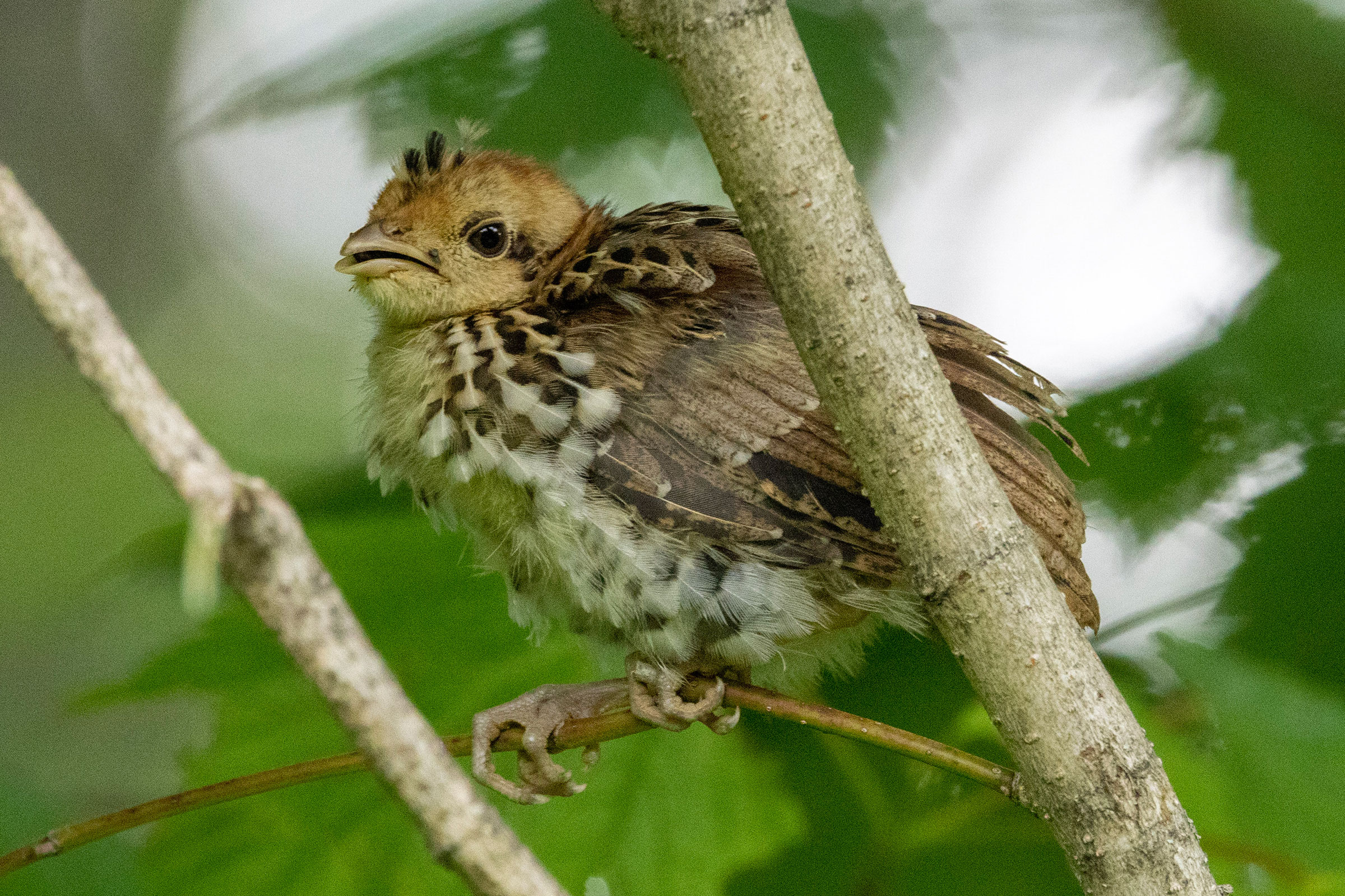 Ruffed Grouse - Juvenile, photo by Bill Reister