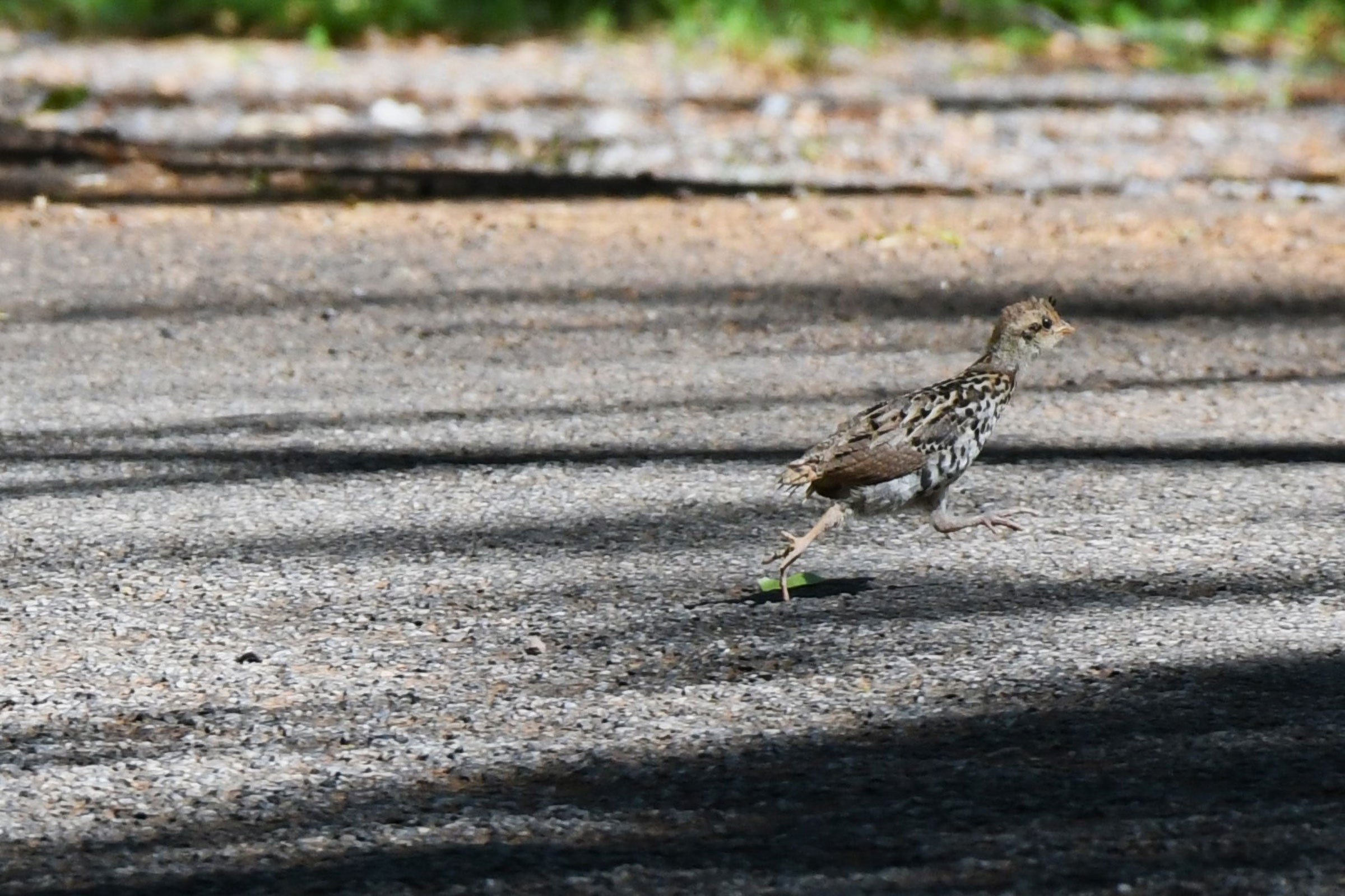 Ruffed Grouse - Immature, photo by Daniel Bailey