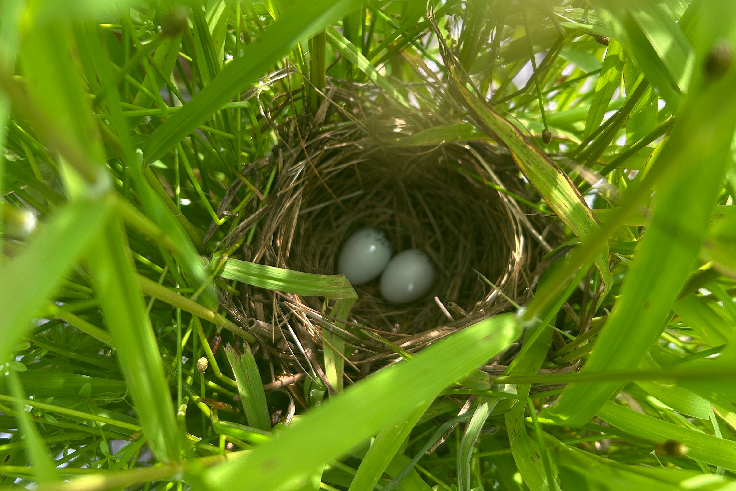 Red-winged Blackbird - Nest with eggs, photo by Nick Garnhart
