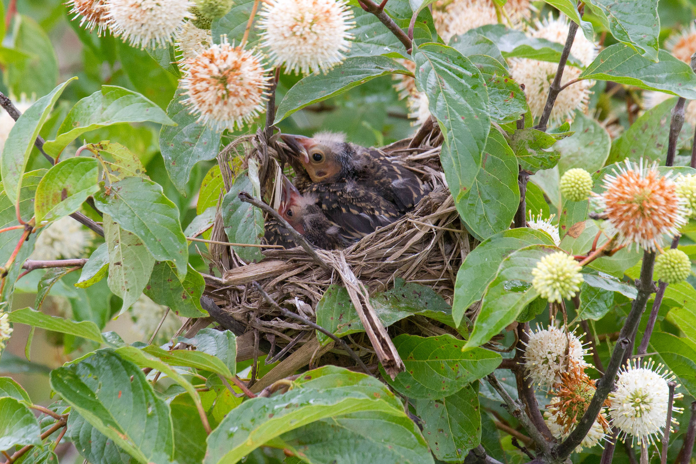 Red-winged Blackbird - Nestlings, photo by Dixie Sommers