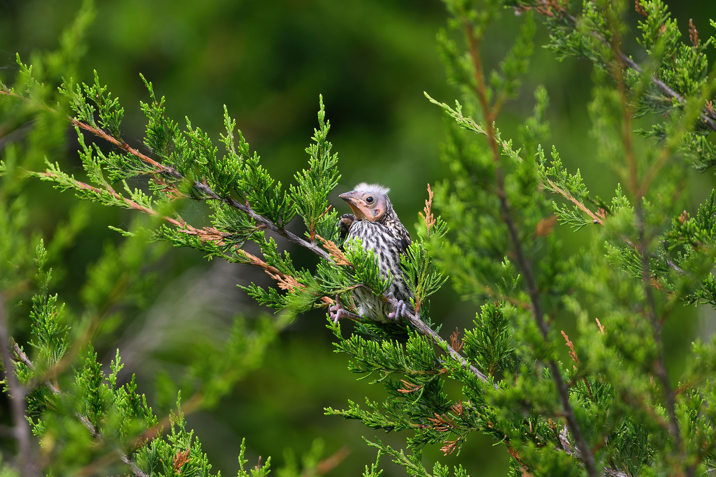 Red-winged Blackbird - Juvenile, photo by Jim Emery