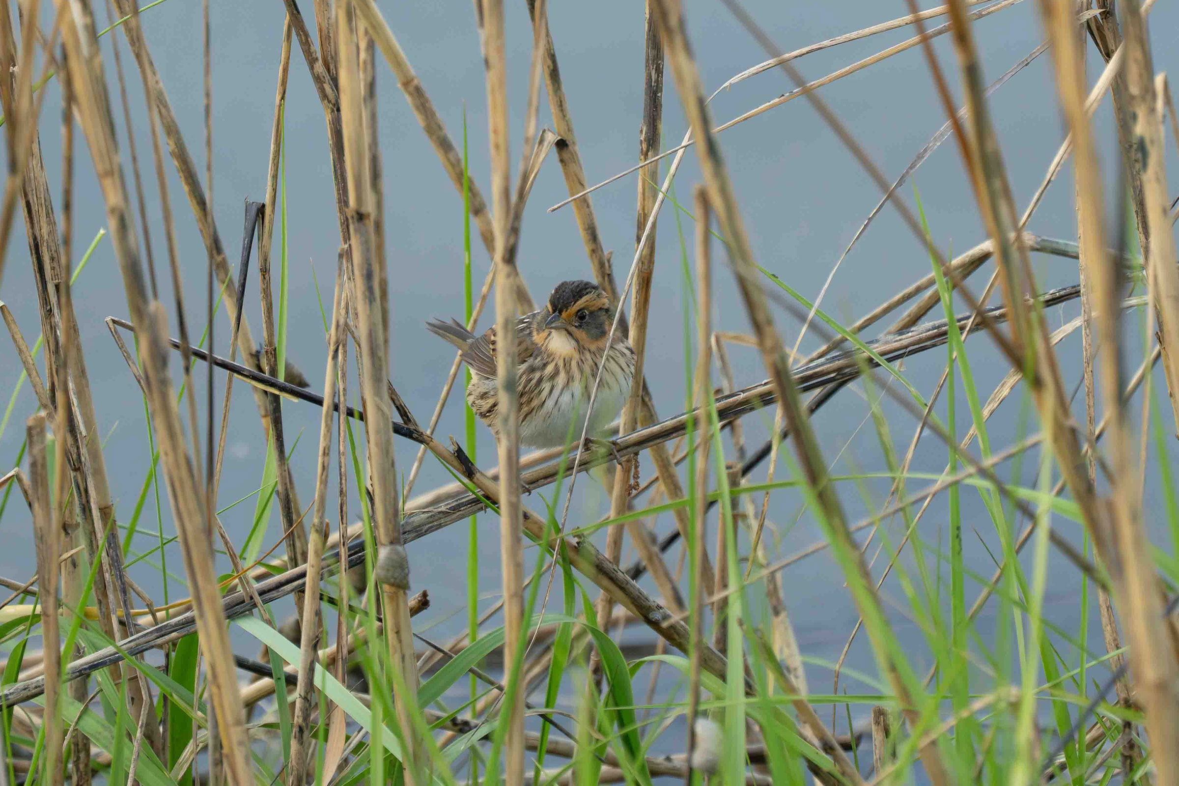 Saltmarsh Sparrow - Adult, photo by MC Miguez