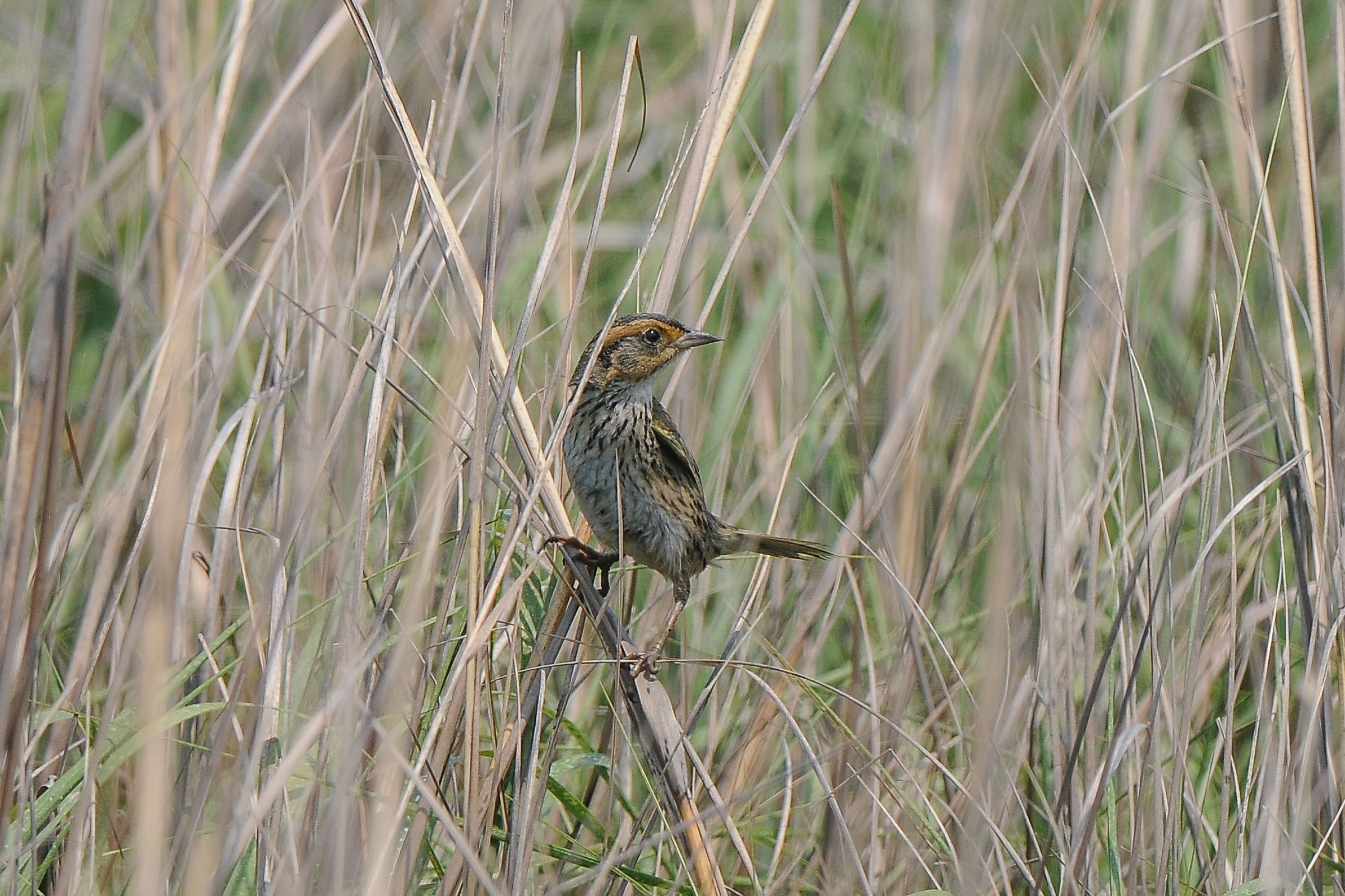 Saltmarsh Sparrow - Adult, photo by Cory Gregory