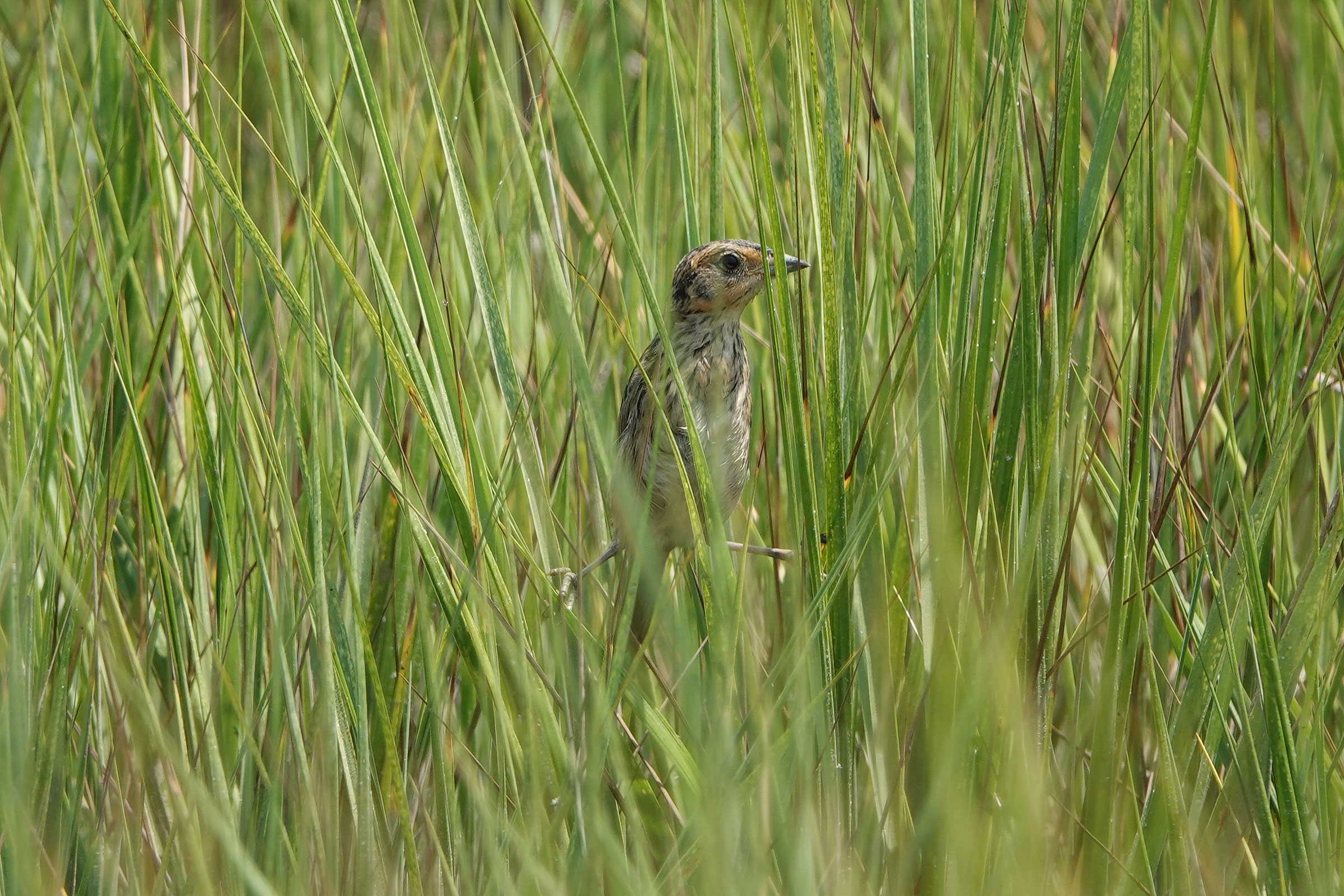 Saltmarsh Sparrow - Immature, photo by June McDaniels