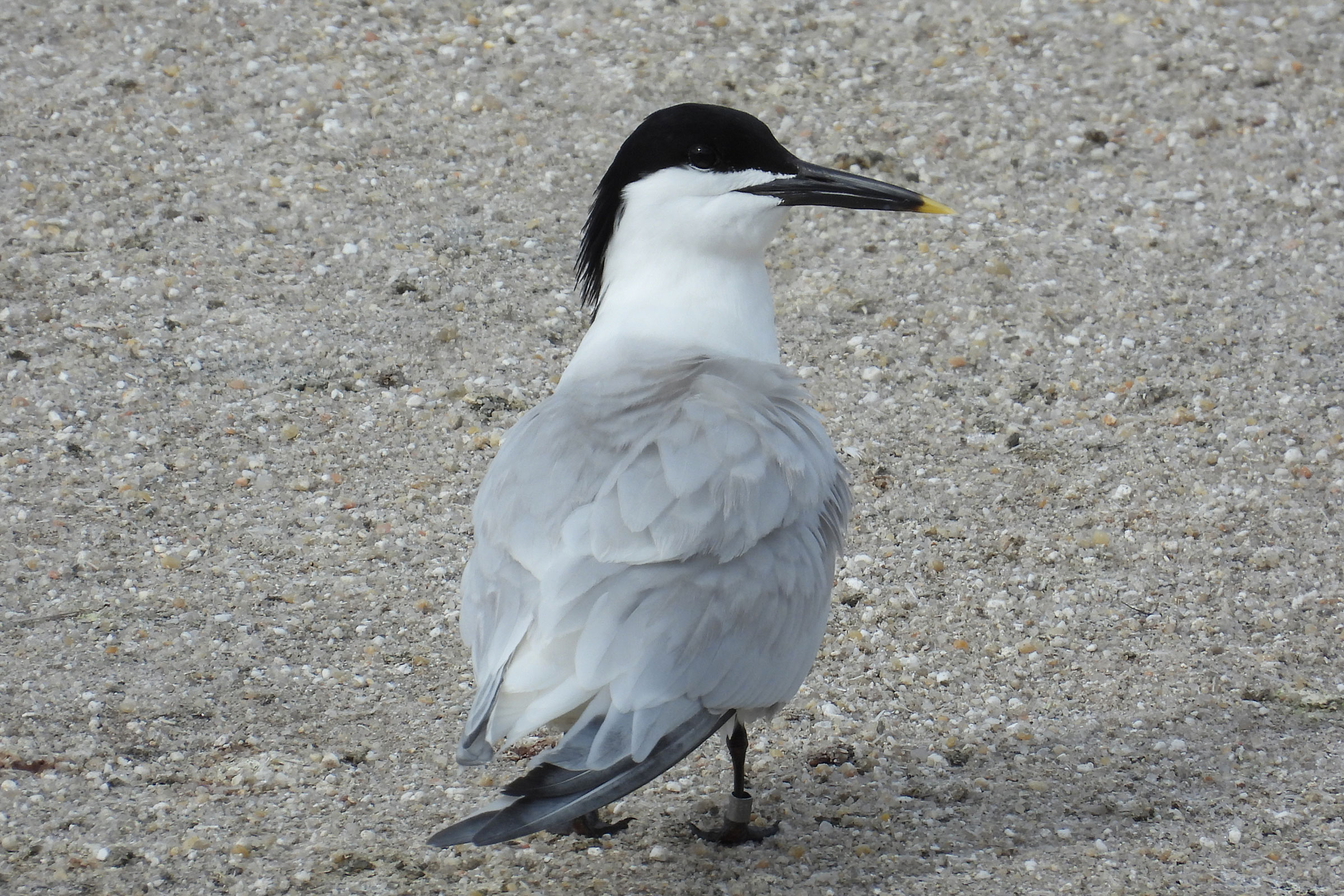Sandwich Tern - Adult, photo by Meagan Thomas, Virginia Department of Wildlife Resources