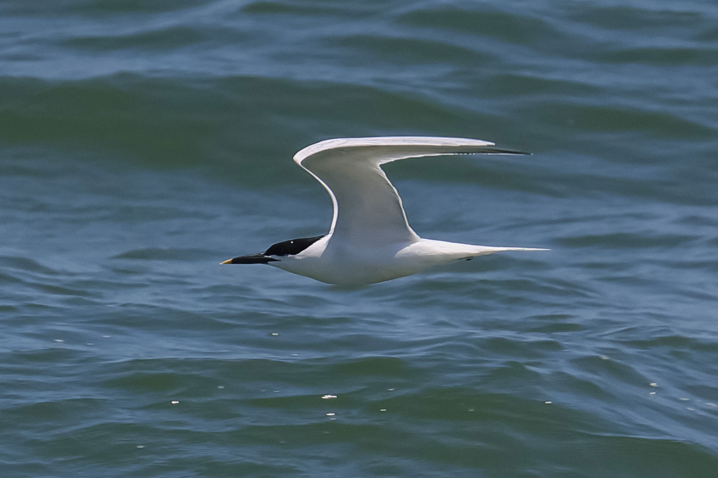 Sandwich Tern - Adult in flight, photo by Deborah Humphries