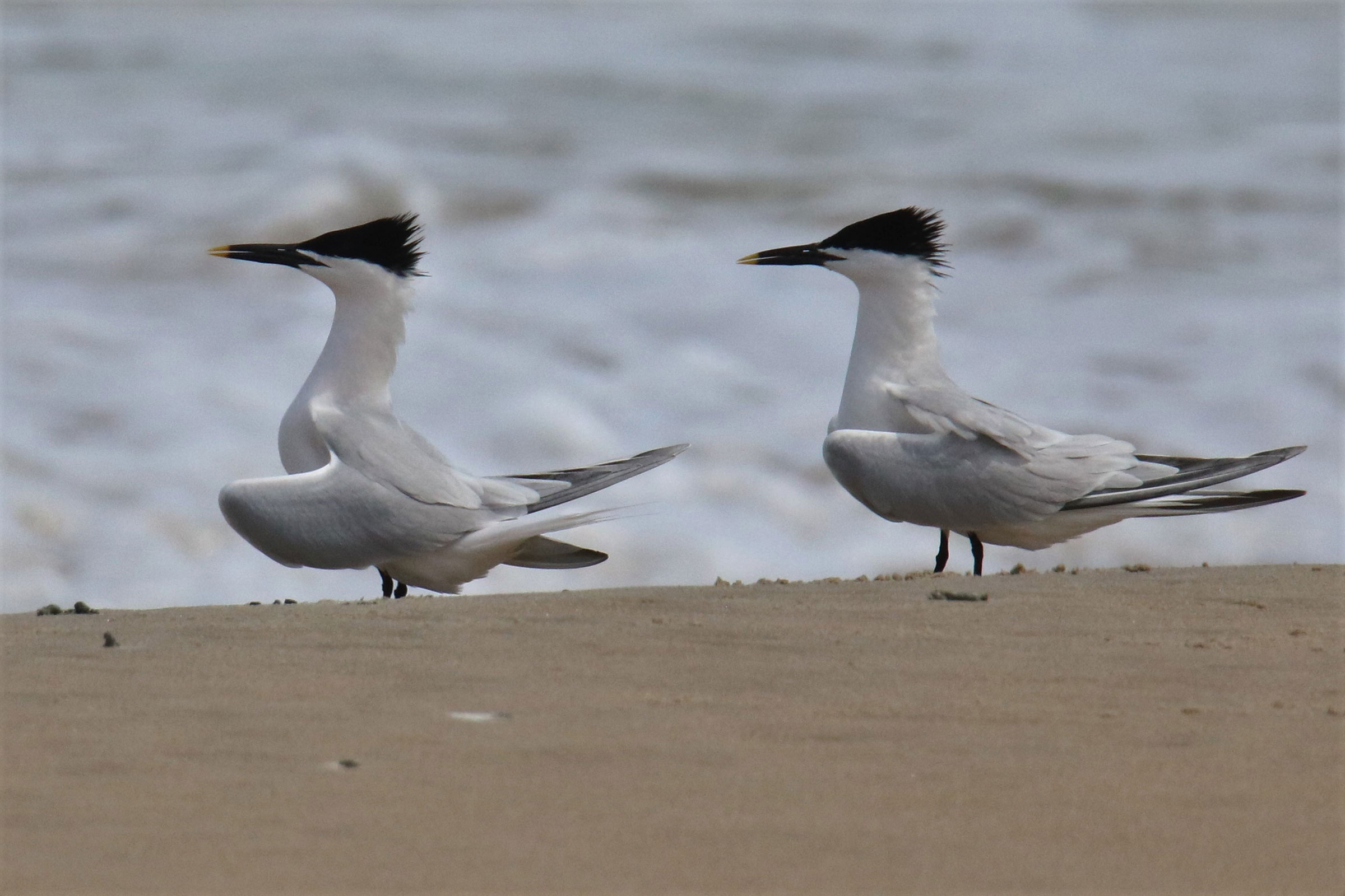 Sandwich Tern - Courtship , photo by Steve Myers