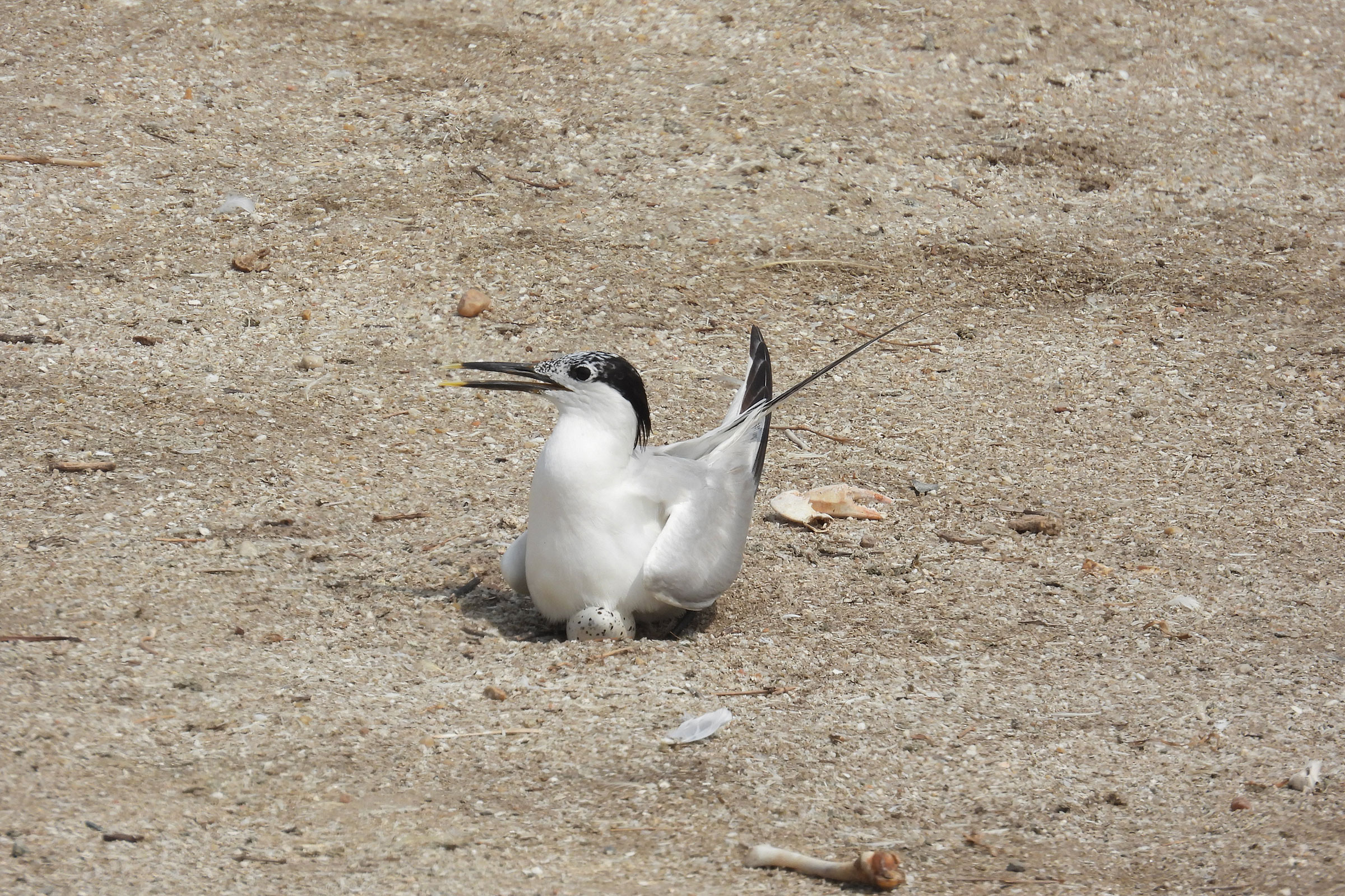 Sandwich Tern - Adult with egg, photo by Meagan Thomas, Virginia Department of Wildlife Resources