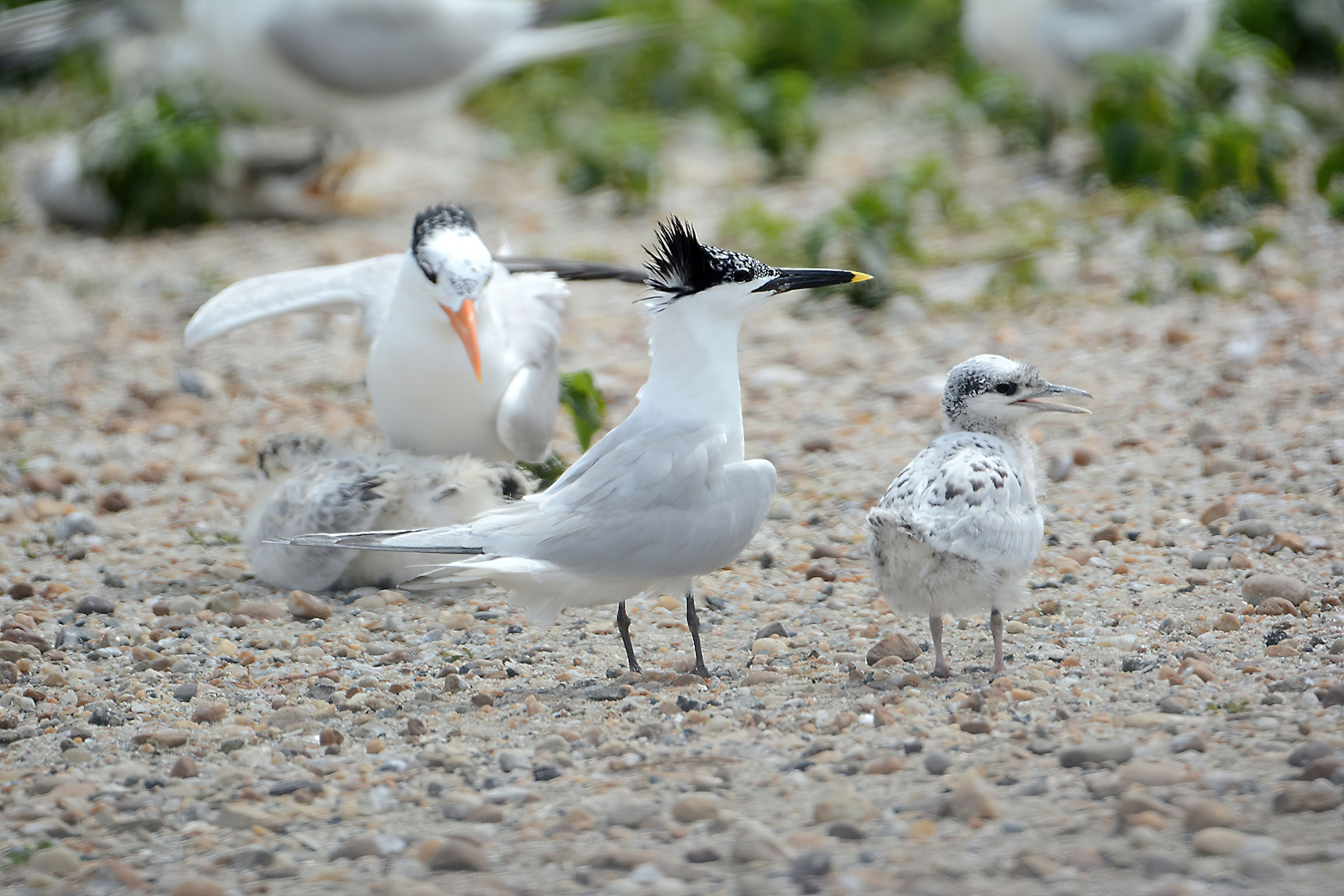Sandwich Tern - Adult with chick (foreground), photo by Bill Williams