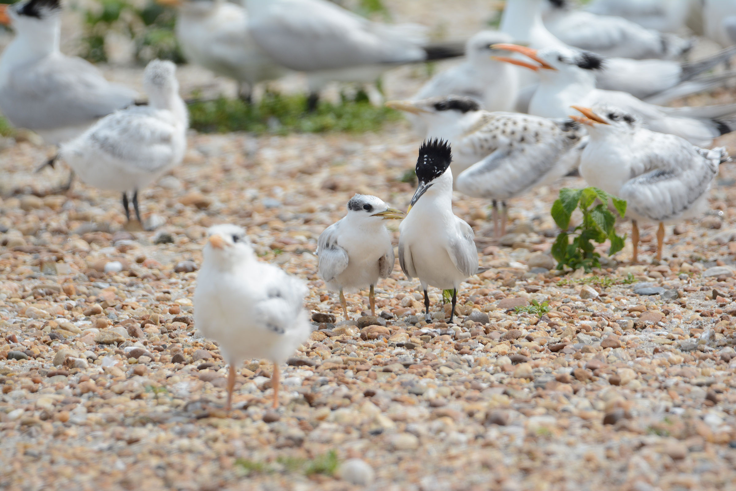 Sandwich Tern - Adult with juvenile, photo by Bill Williams