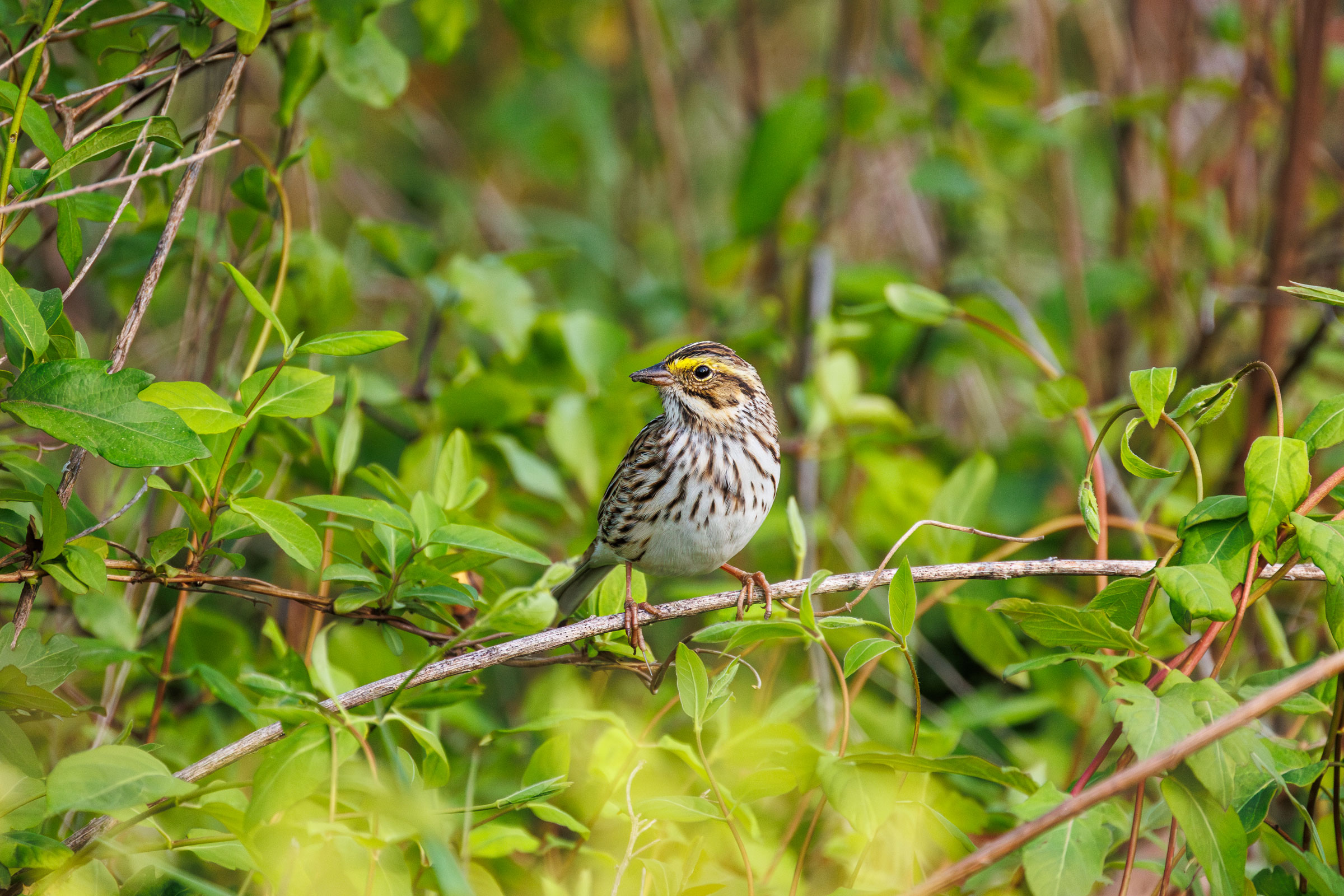 Savannah Sparrow - Adult, photo by LeenaMcCluneyPhoto.com